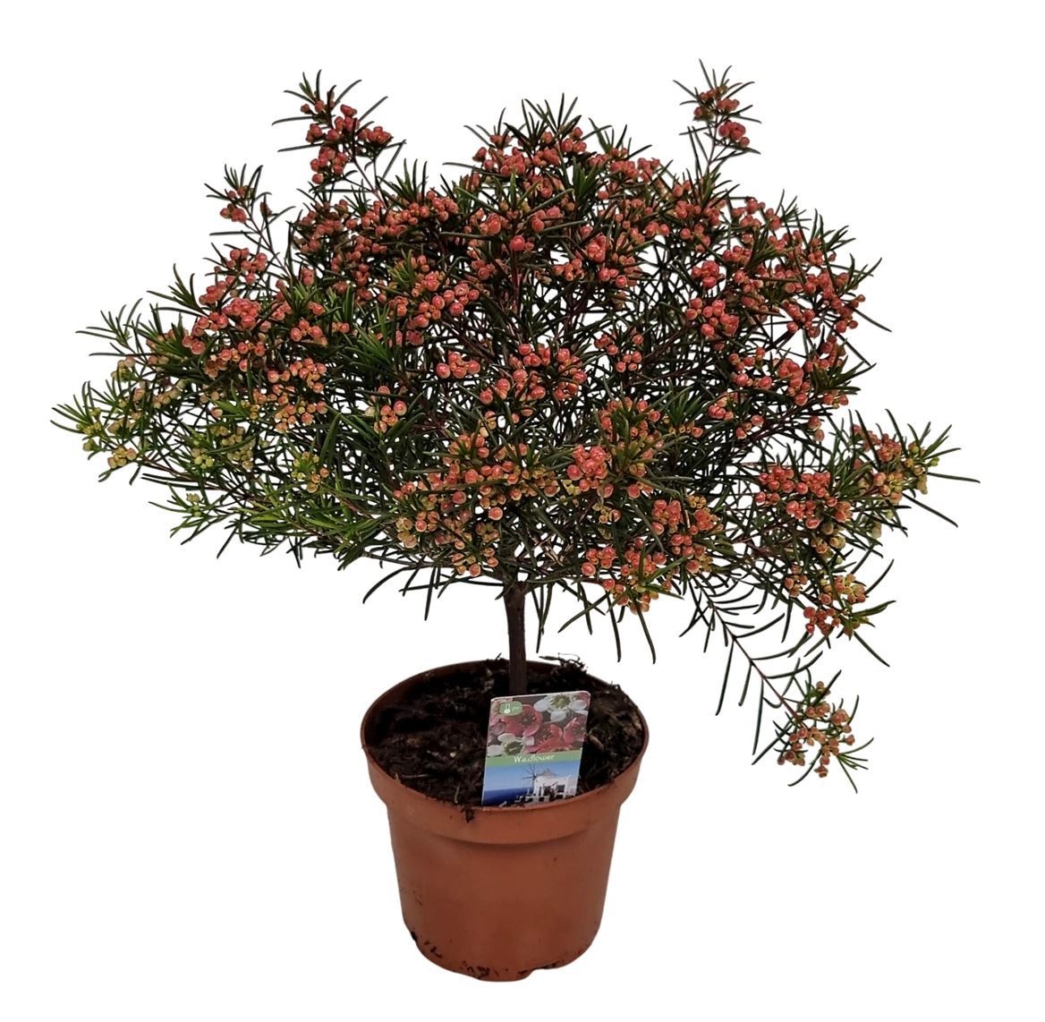 Waxflower Violet Purple South Stem, D 12