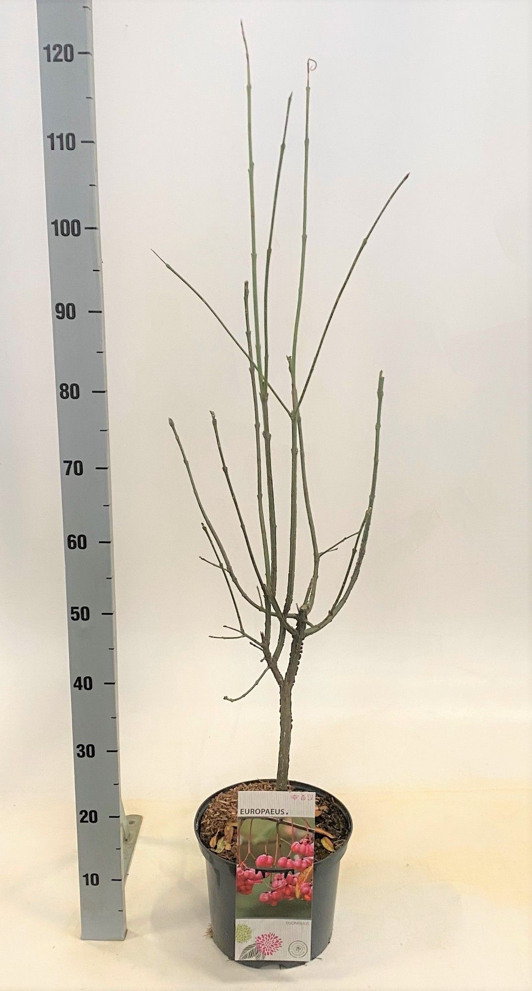 Euonymus europaeus, D 23