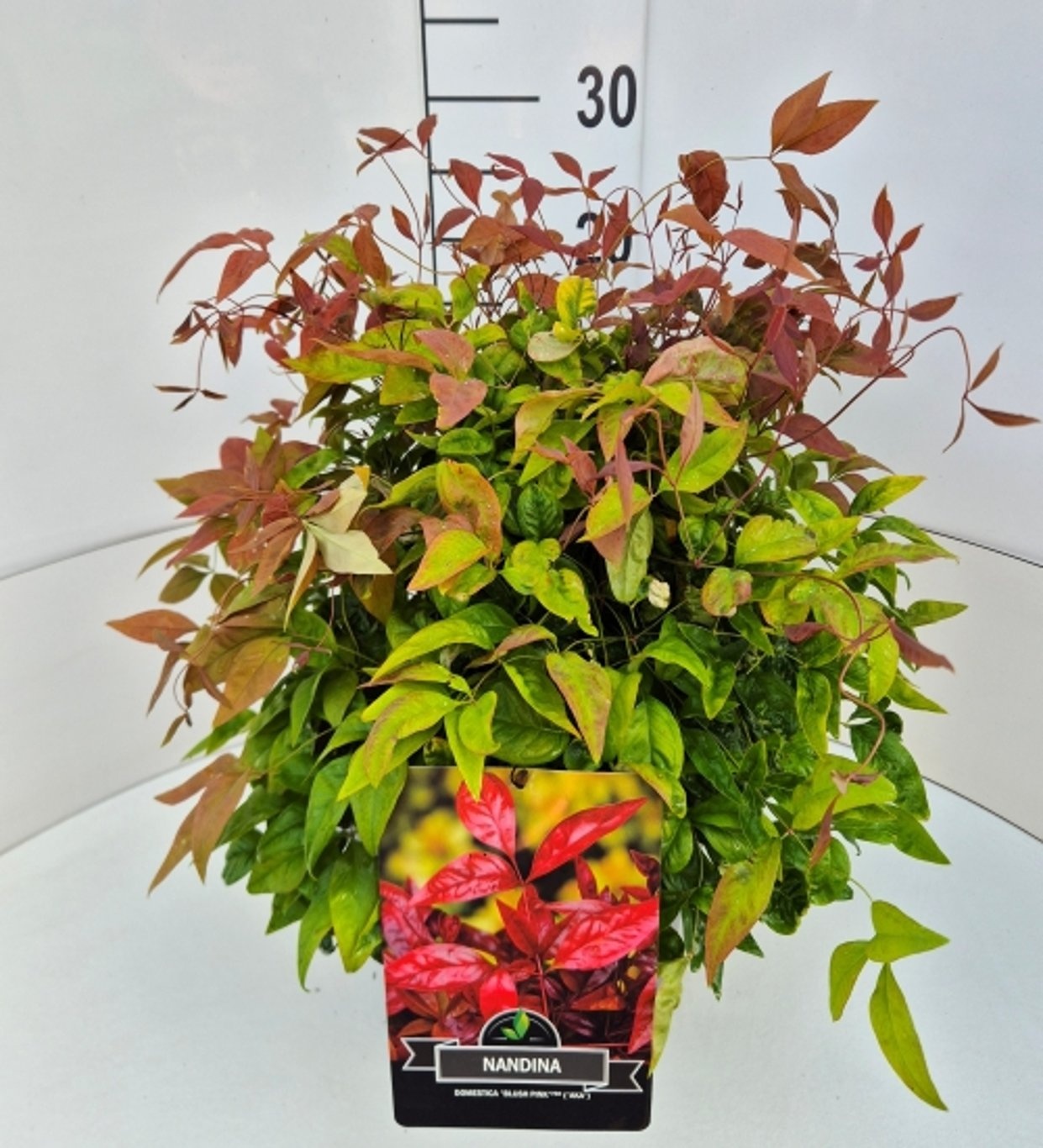 Nandina d. Blush Pink, D 28