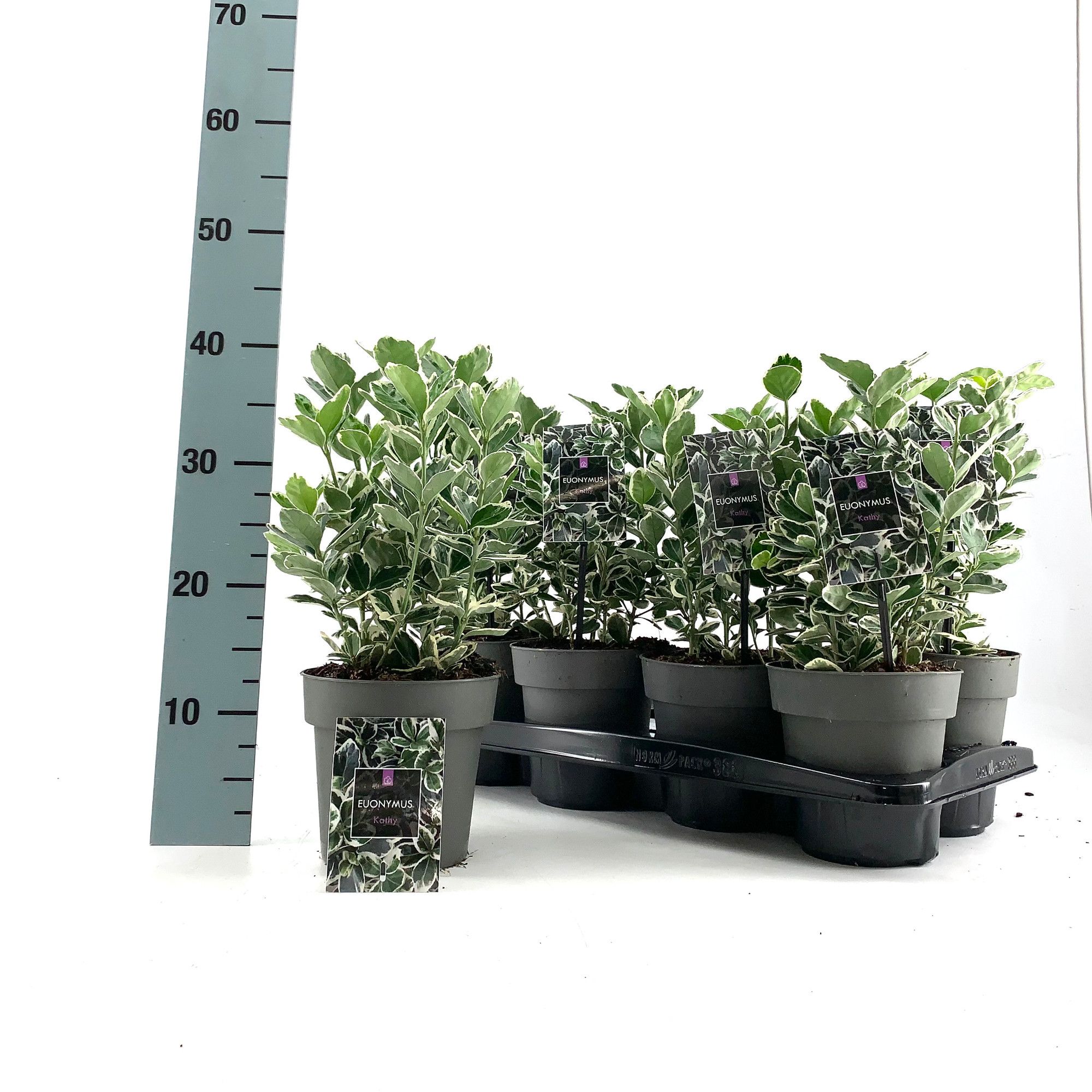 Euonymus japonicus 'Kathy' P15, D 15