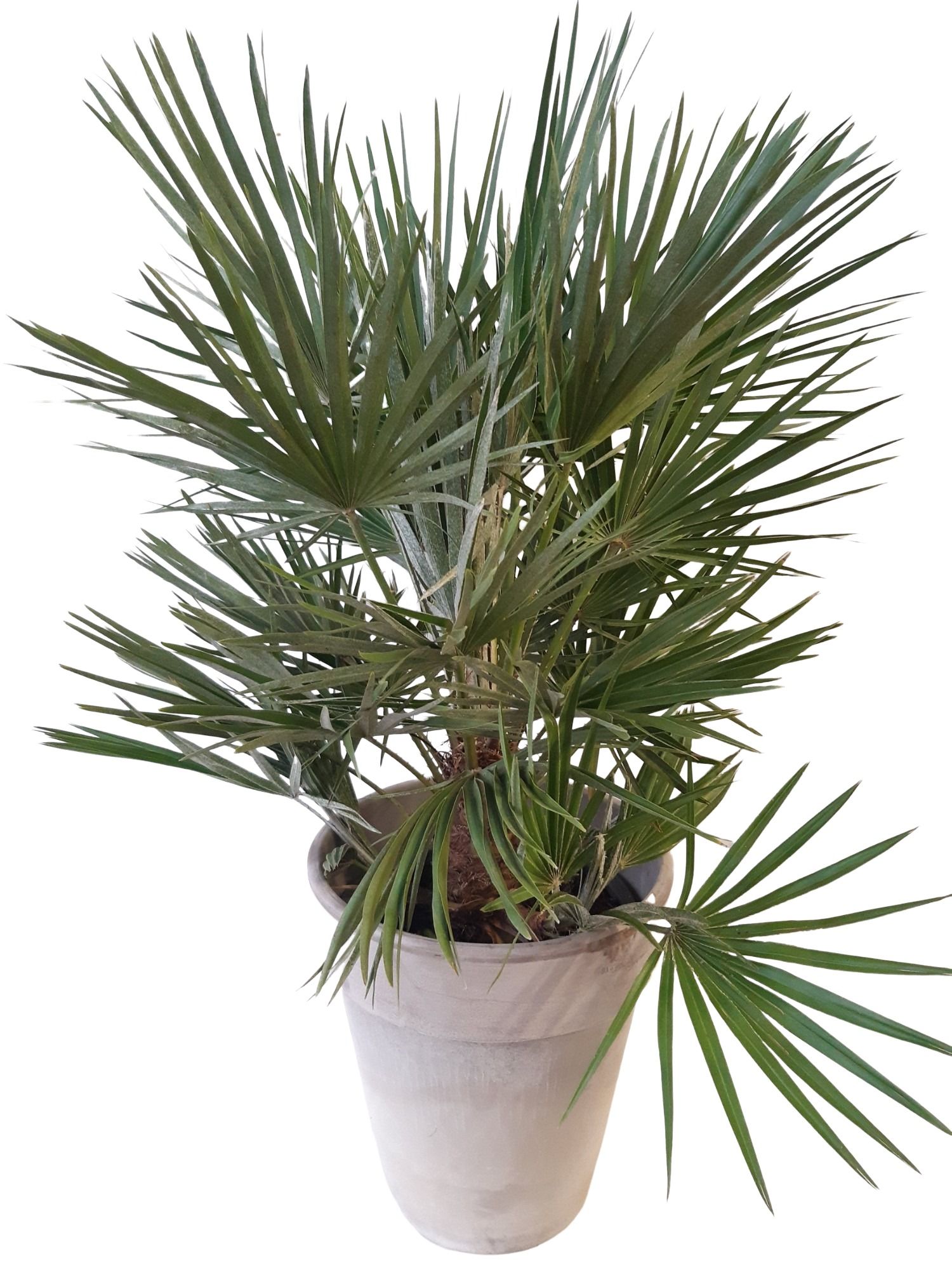 CLP31CH Chamaerops humilis in Terrasvaas D31, D 31
