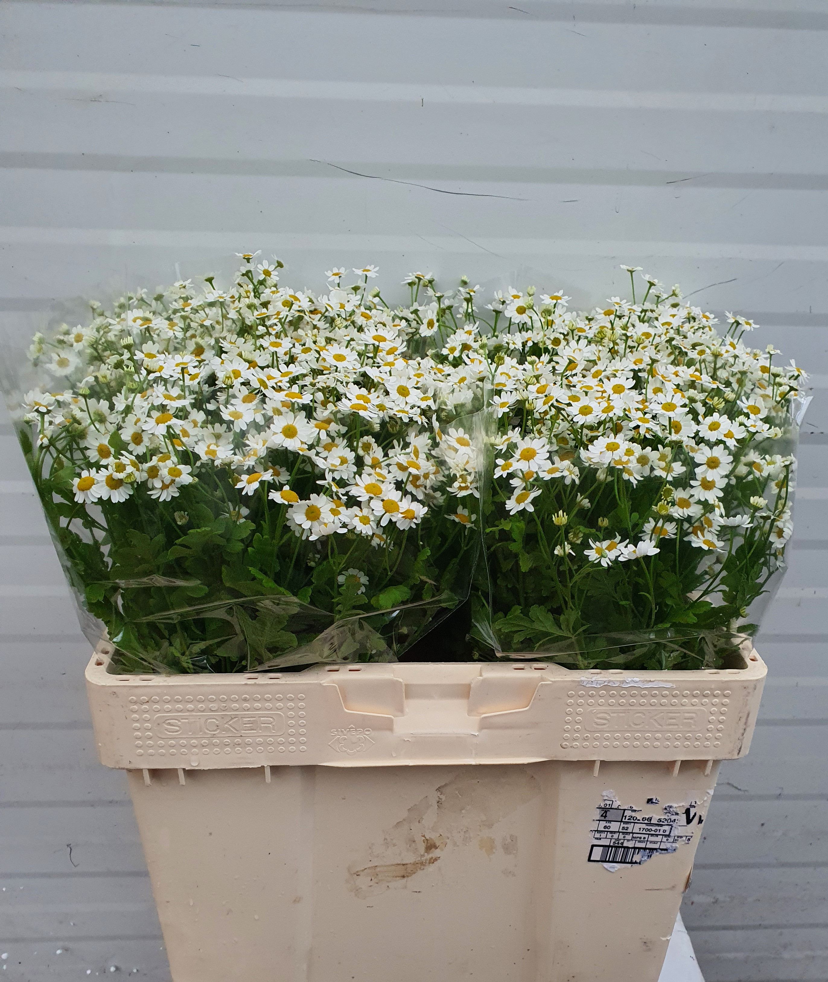 Танацетум Сингл Вегмо 55 (бел.), шт.