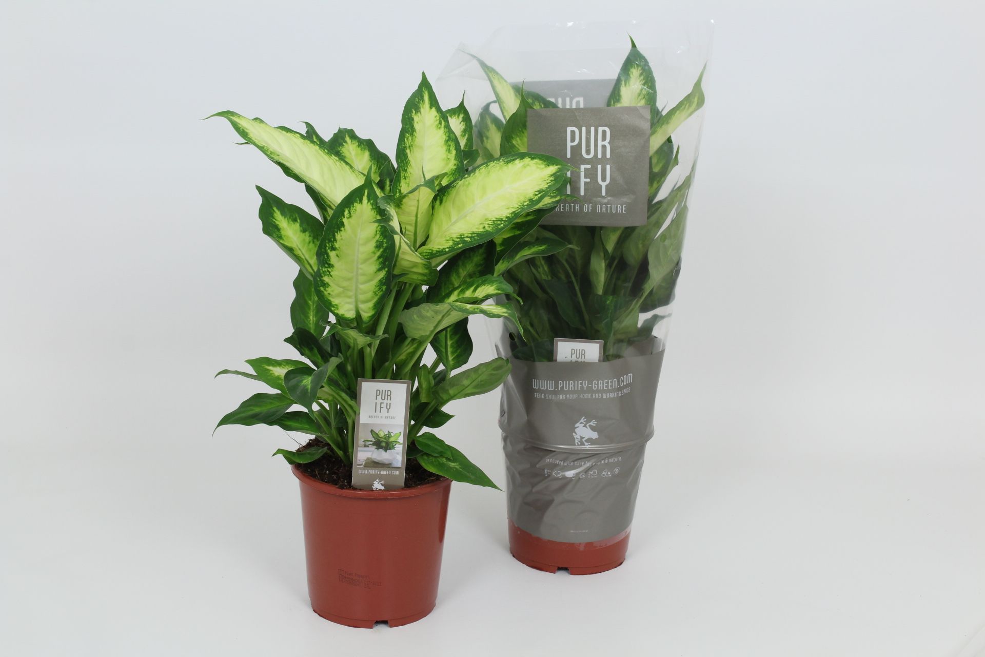 Purify Dieffenbachia Camilla 17 cm, D 17