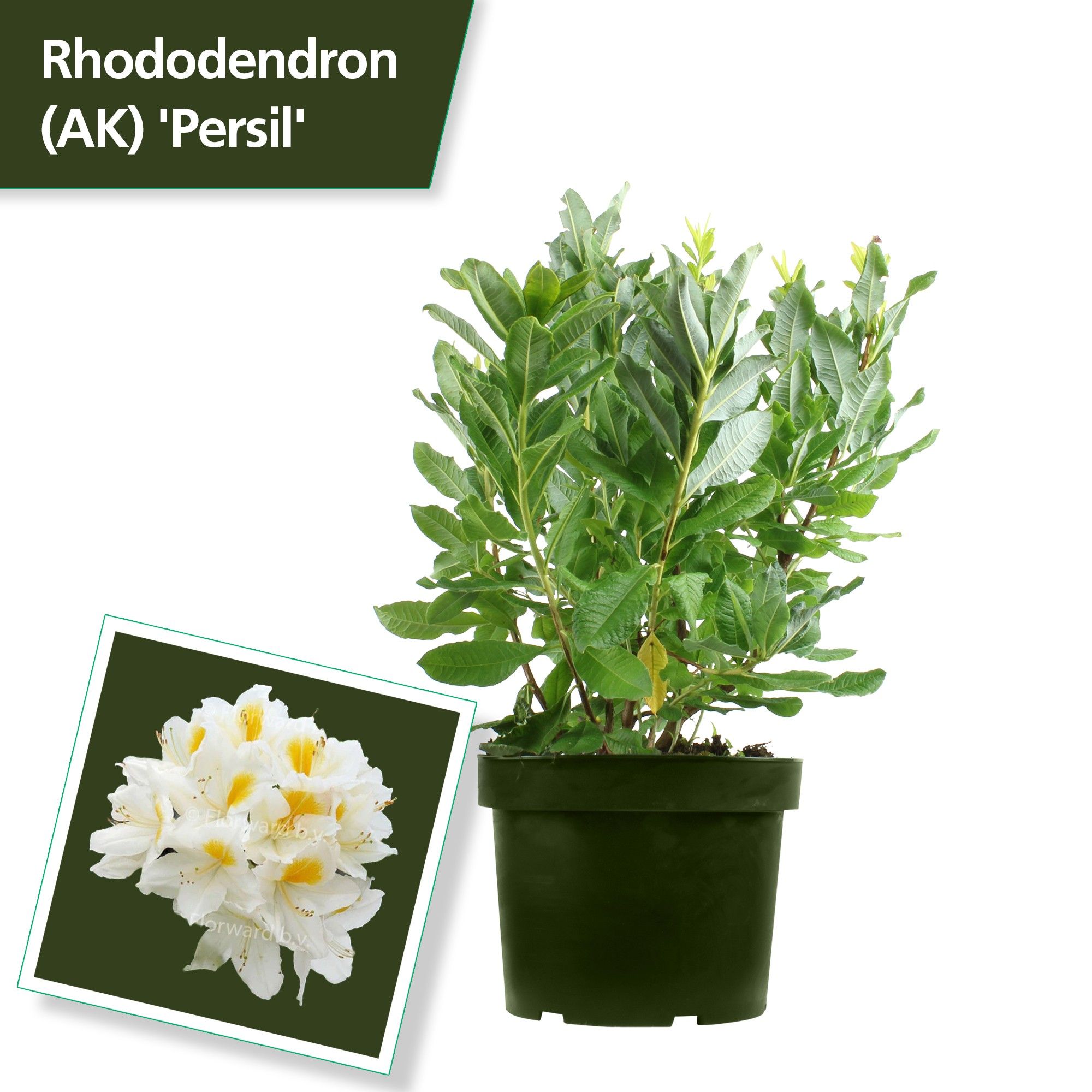 Rhodo. (AK) 'Persil' white, D 29