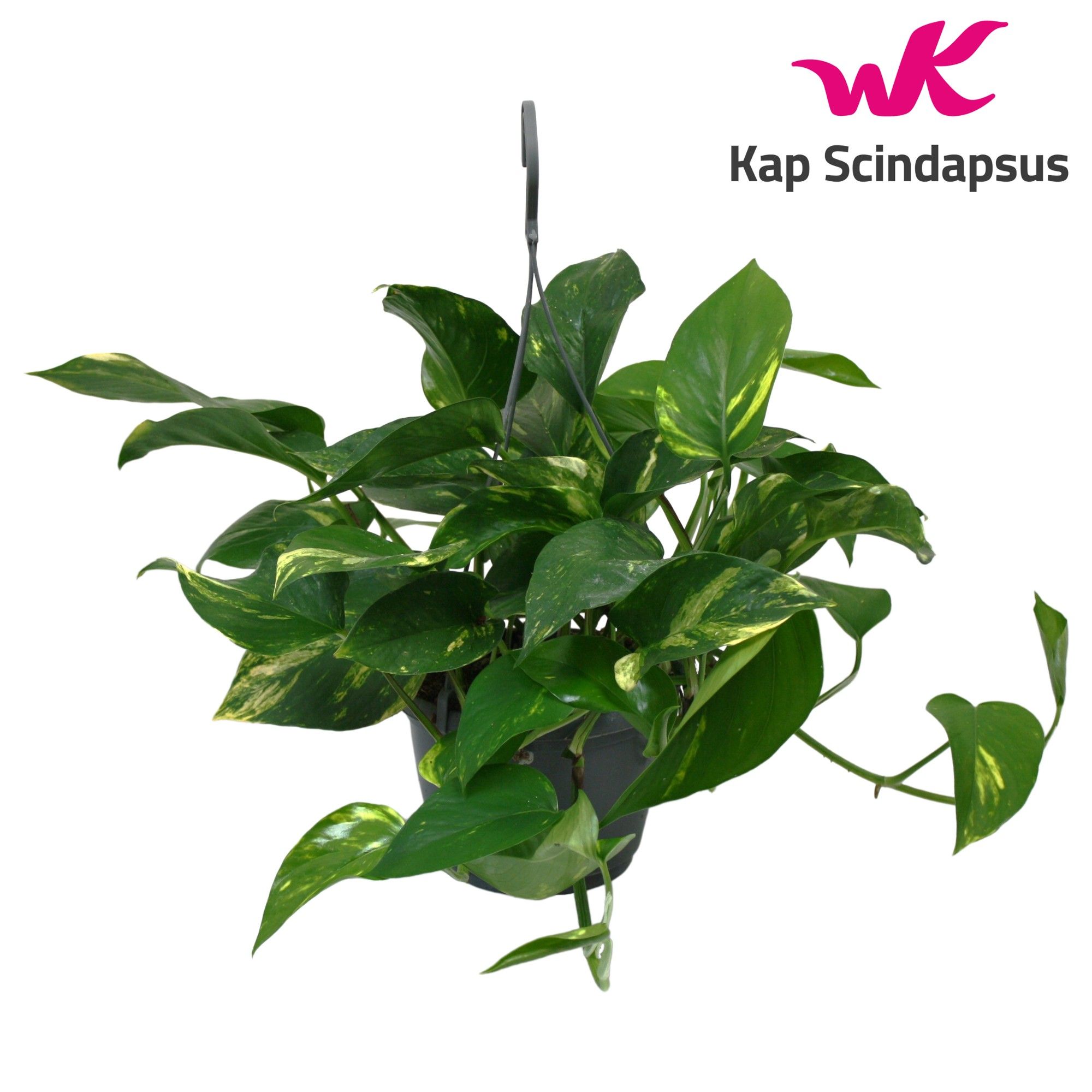 Scindapsus (Epipremnum) Hang Teruggeknipt, D 15