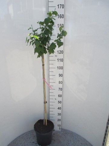 Hibiscus syr. Duc de Brabant 100st. P28, D 28