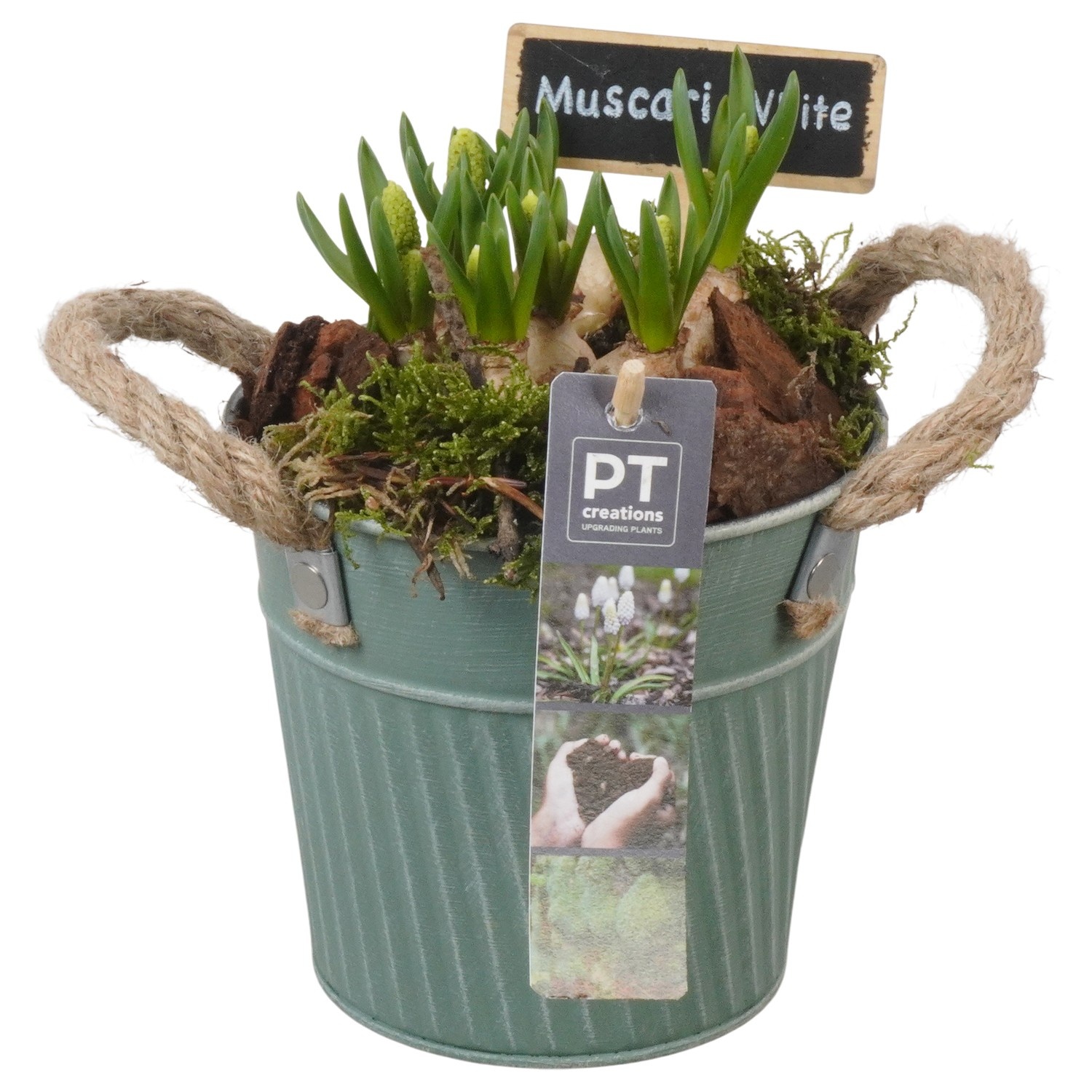 PTWMB8120 Arrangement Muscari White in metalen pot, D 13