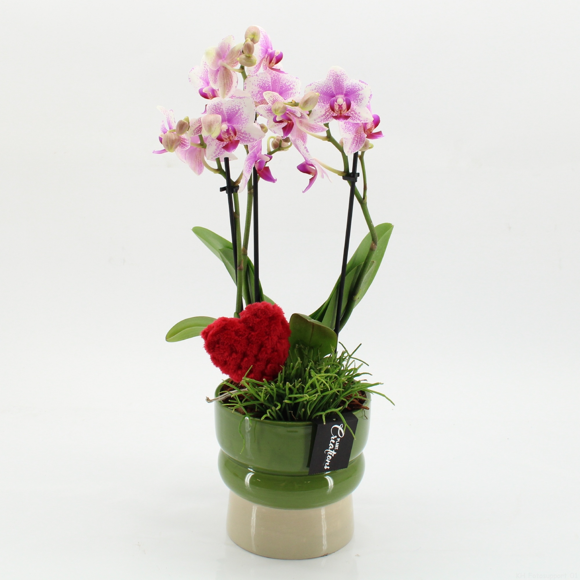 PHALRM-2613RZ Romantic Phalaenopsis, D 14