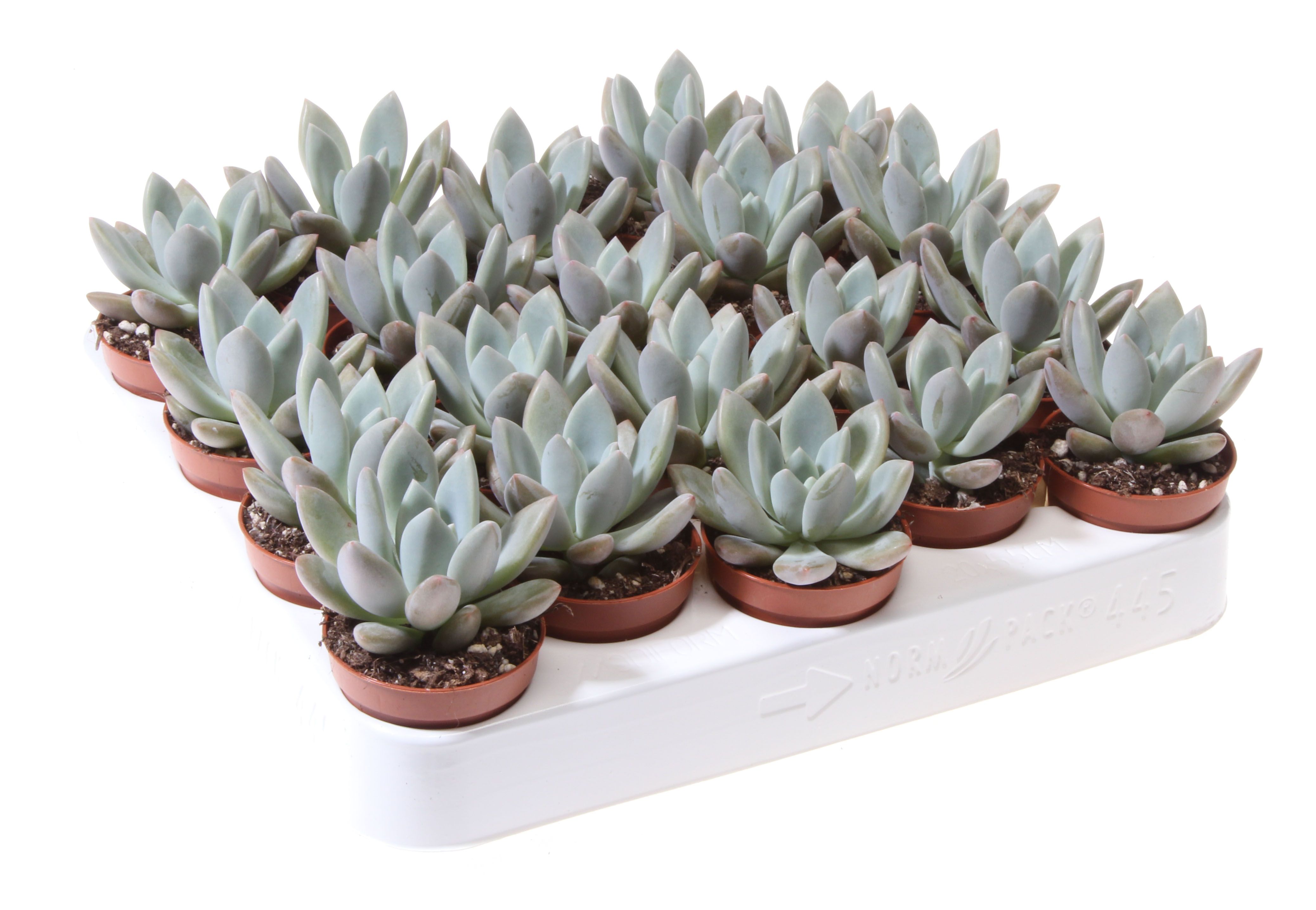 Echeveria yvonii, D 5,5