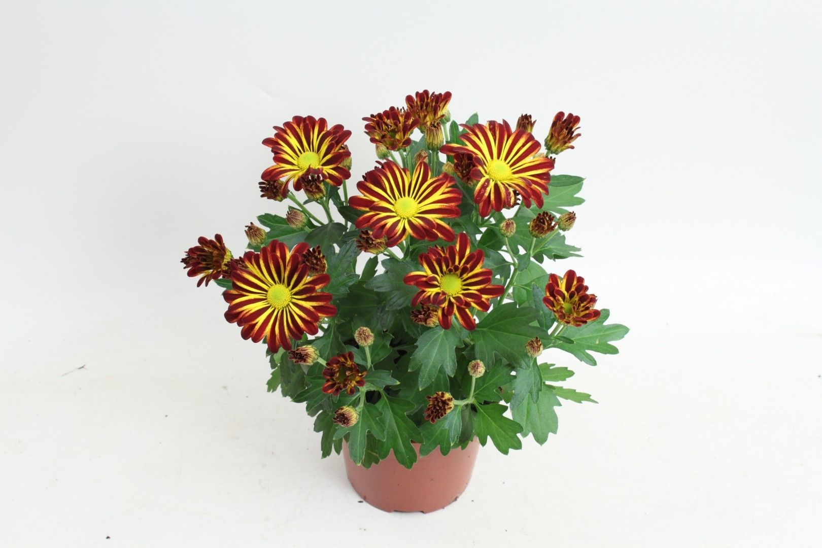 Rainbow Circus 12cm, D 12