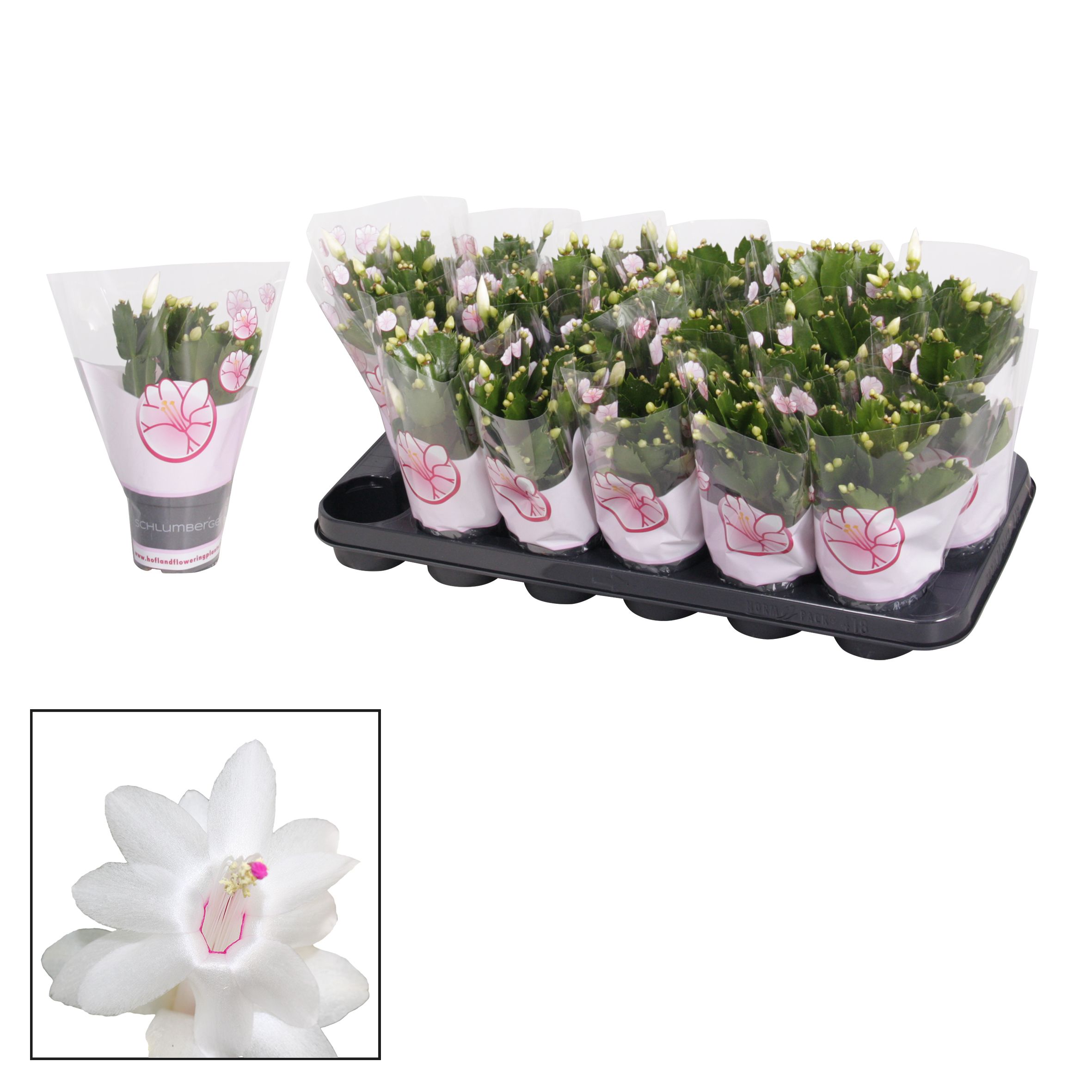 Schlumbergera - 9 cm - White (Malissa), D 9
