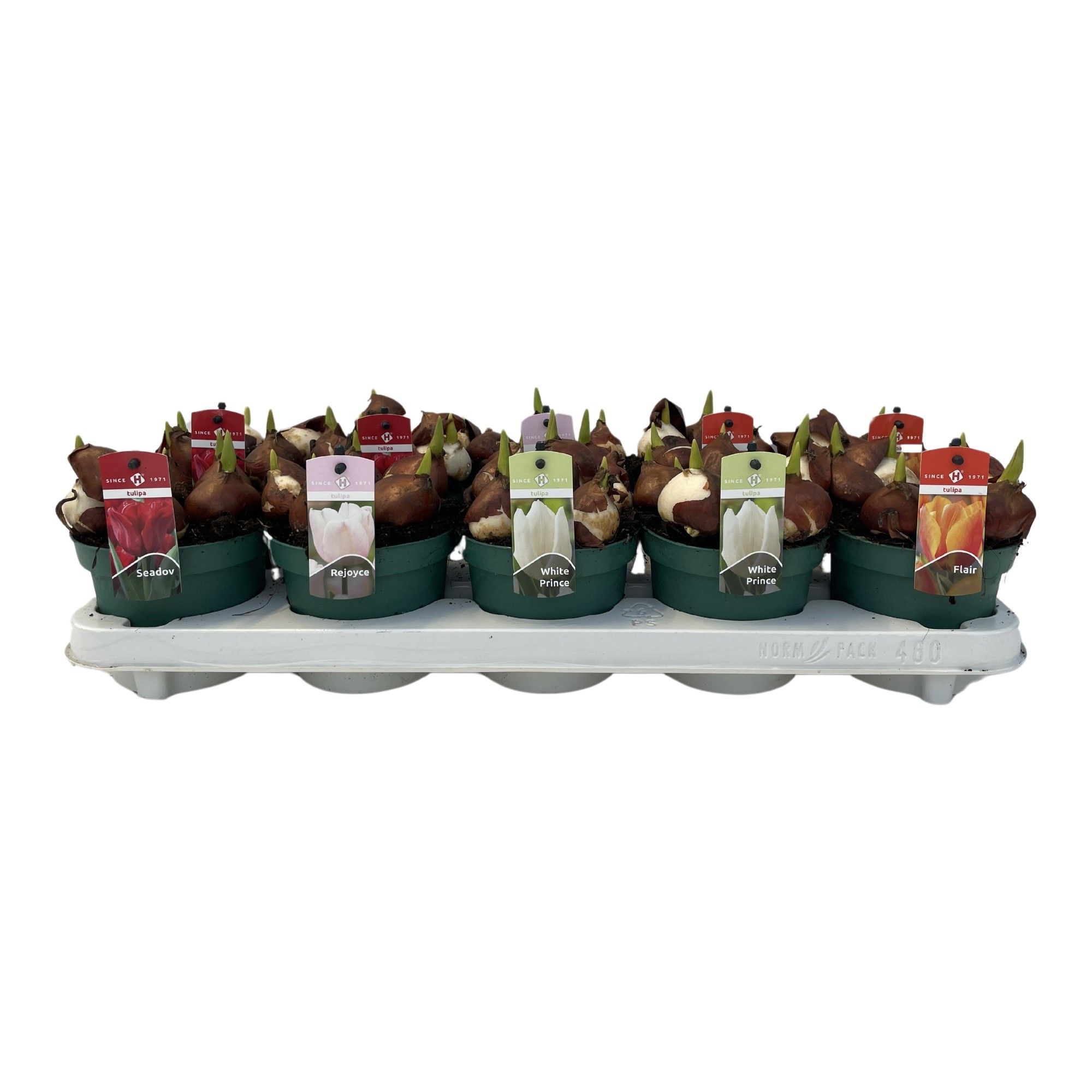 Tulpen mix 4 soorten, D 12