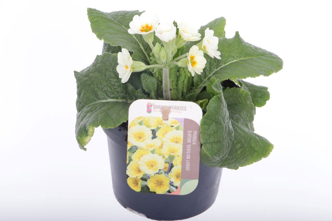 Primula elatior Eternity, D 13