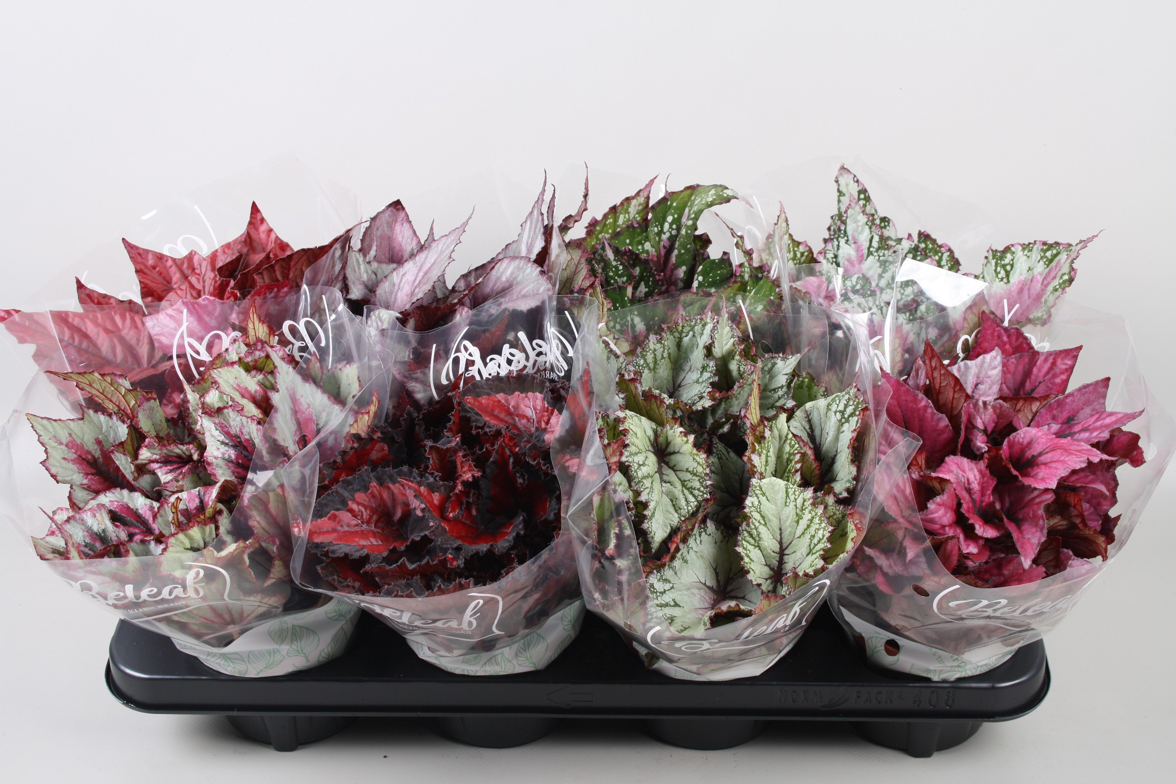 Begonia Beleaf Mix met Bemita PZa2 keuring, D 12