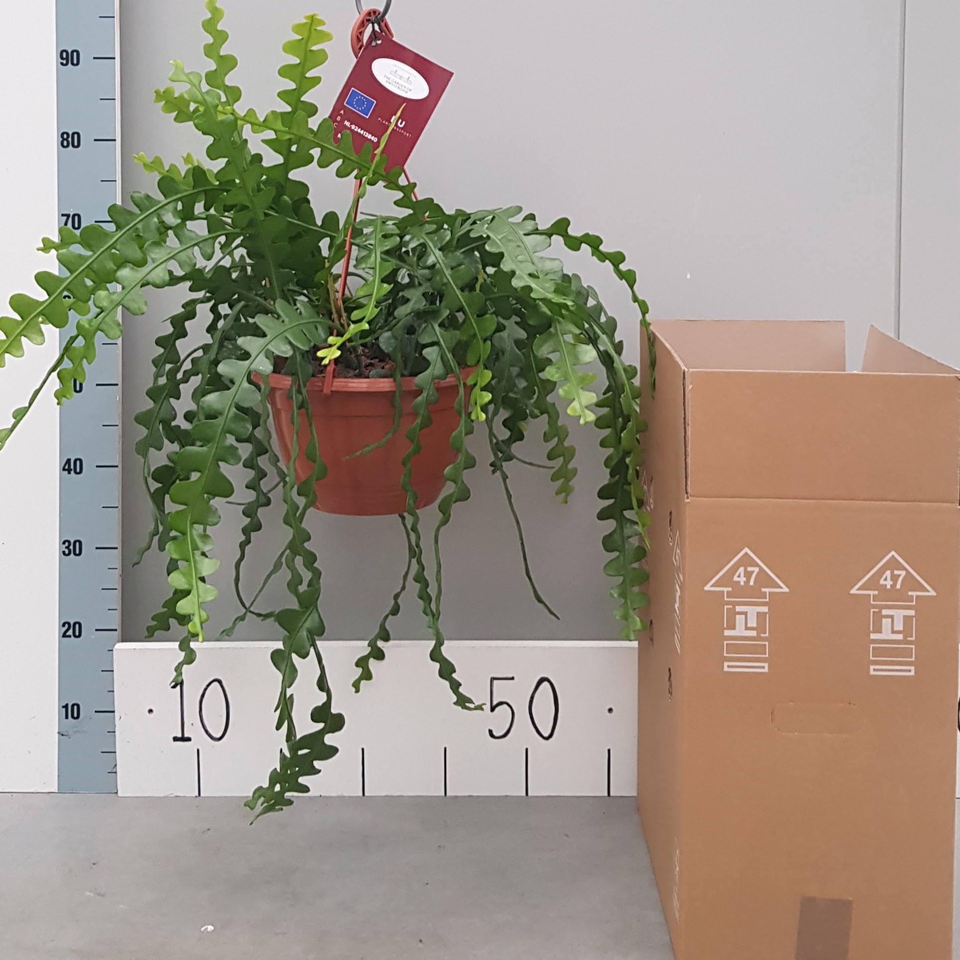 Epiphyllum Anguleiger 25cm, D 25