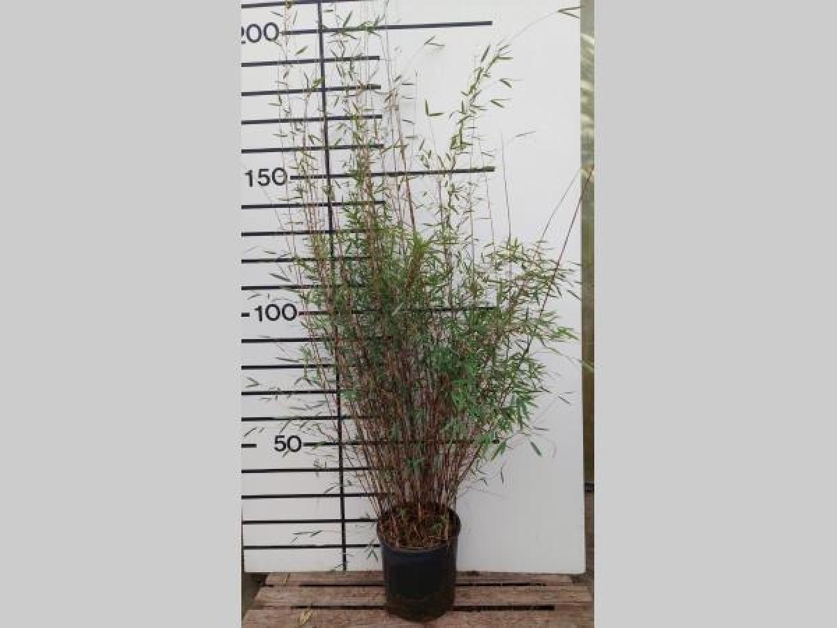 Fargesia Deep Purple, D 48