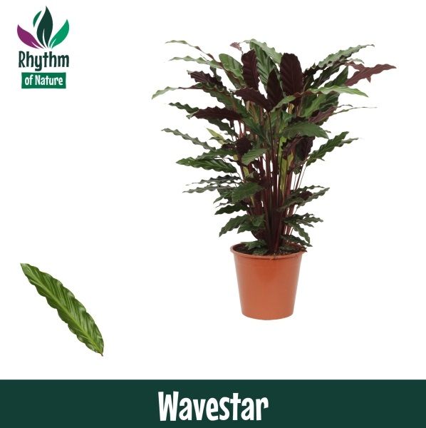 Calathea 19cm Wavestar - Rhythm of Nature (Rufibarba), D 19