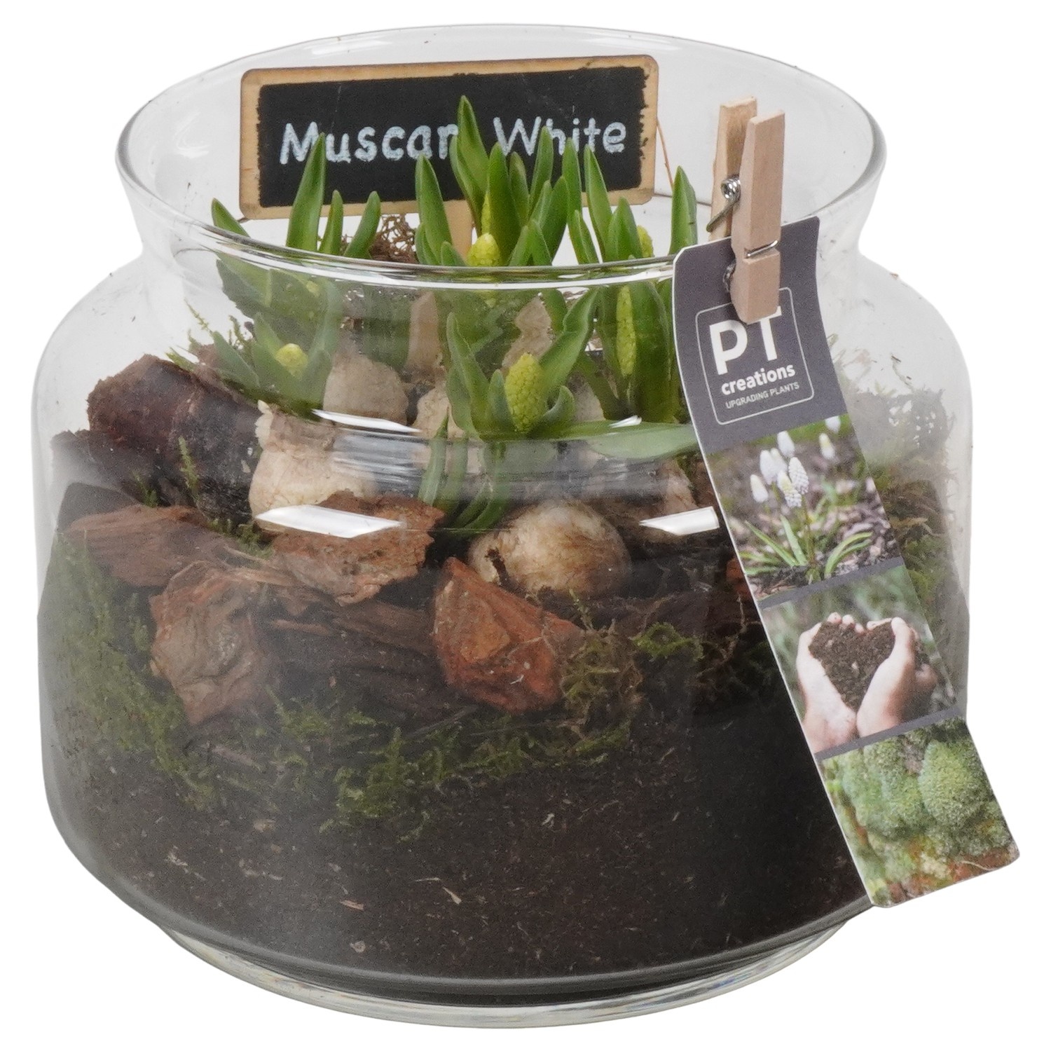 PTWMB8164 Arrangement Muscari White in glazen vaas, D 16