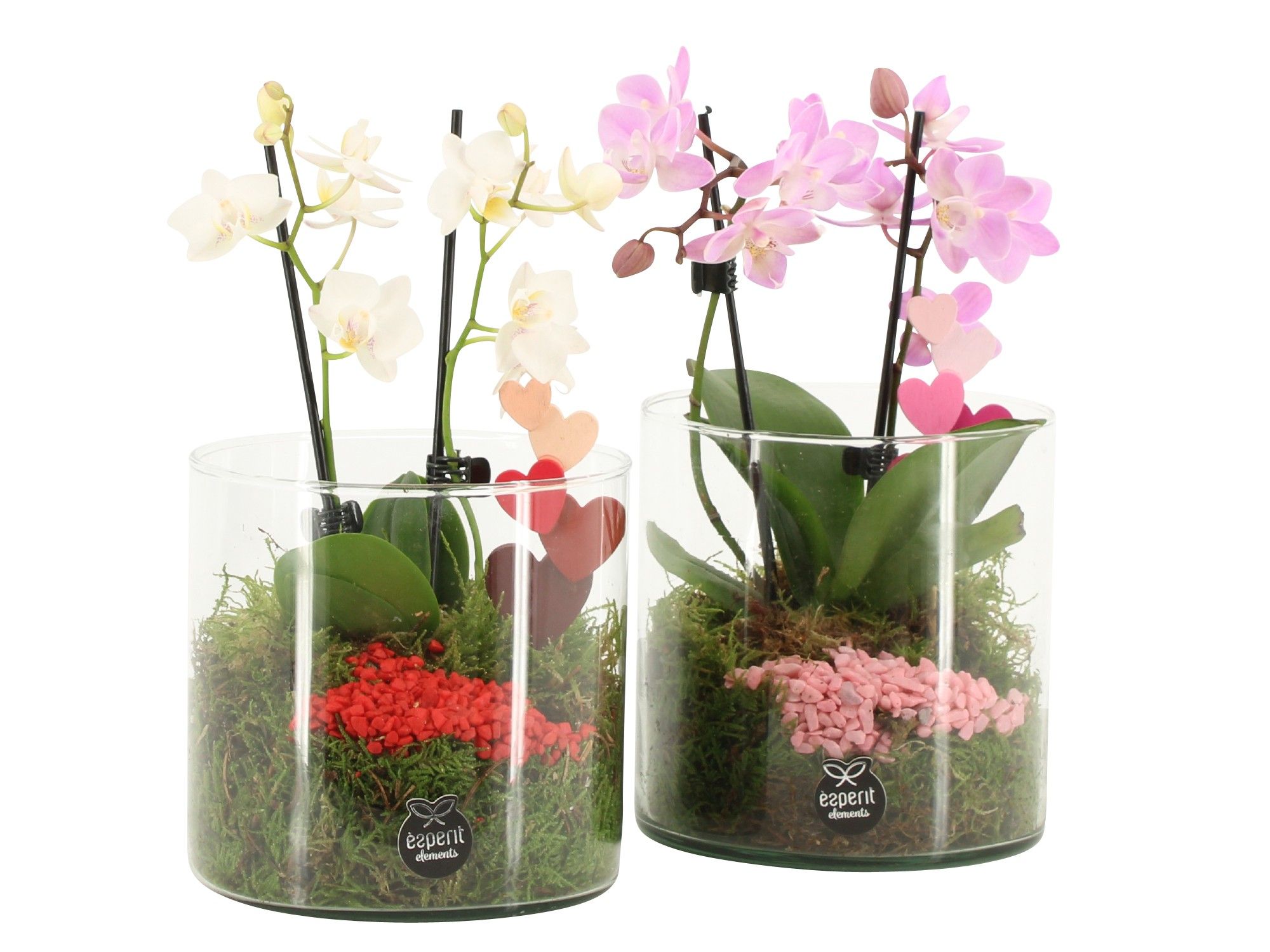 21834: Lovess arrangement, D 12