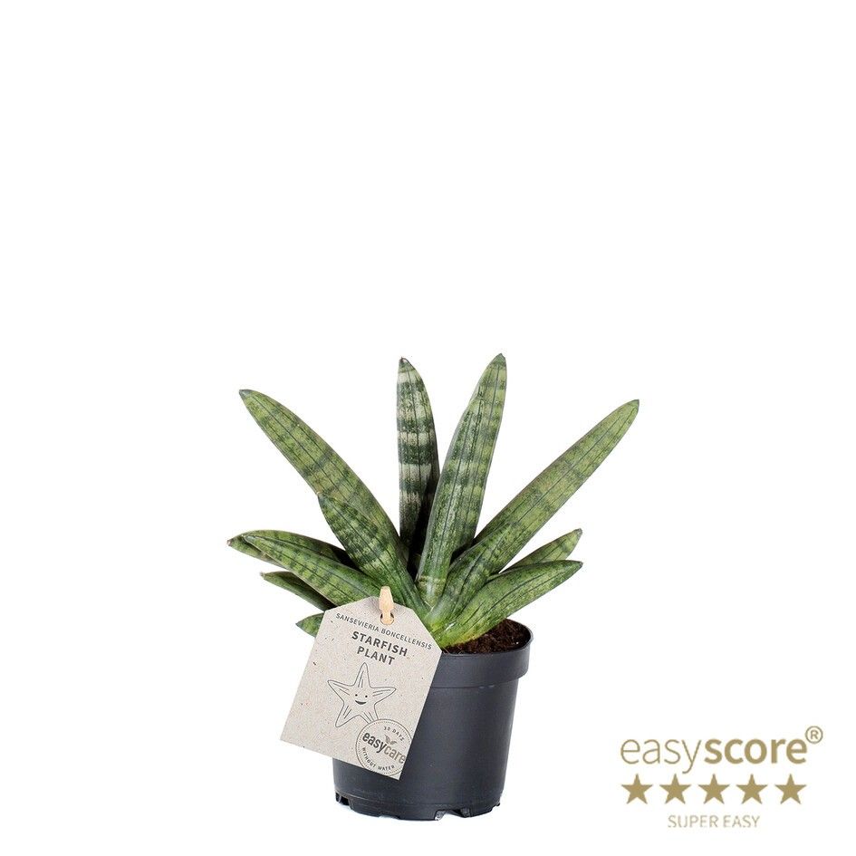 SANSEVIERIA BONCELLENSIS, D 9