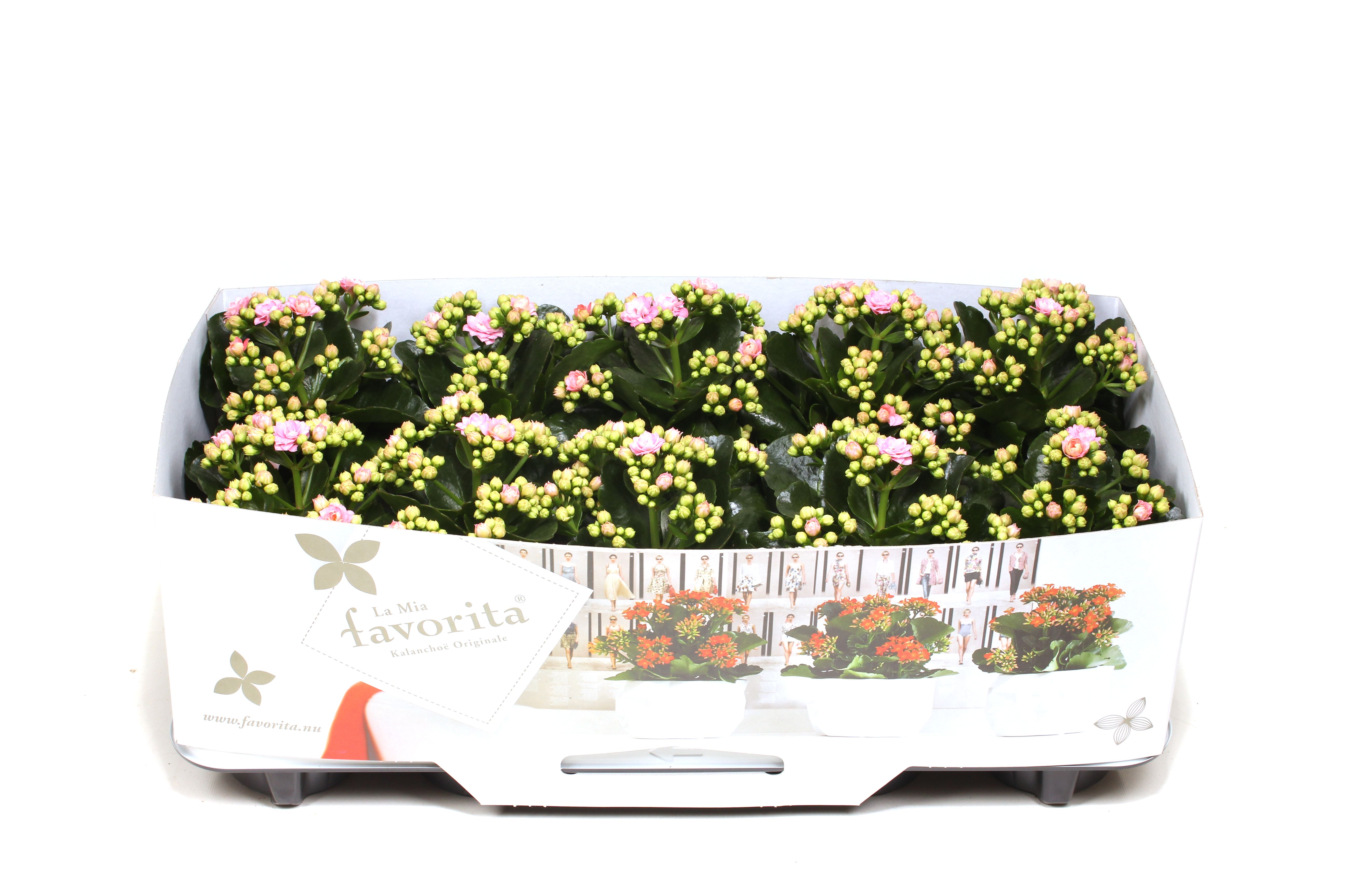 Kalanchoe Double Deluxe Pink No Sleeve, D 10,5