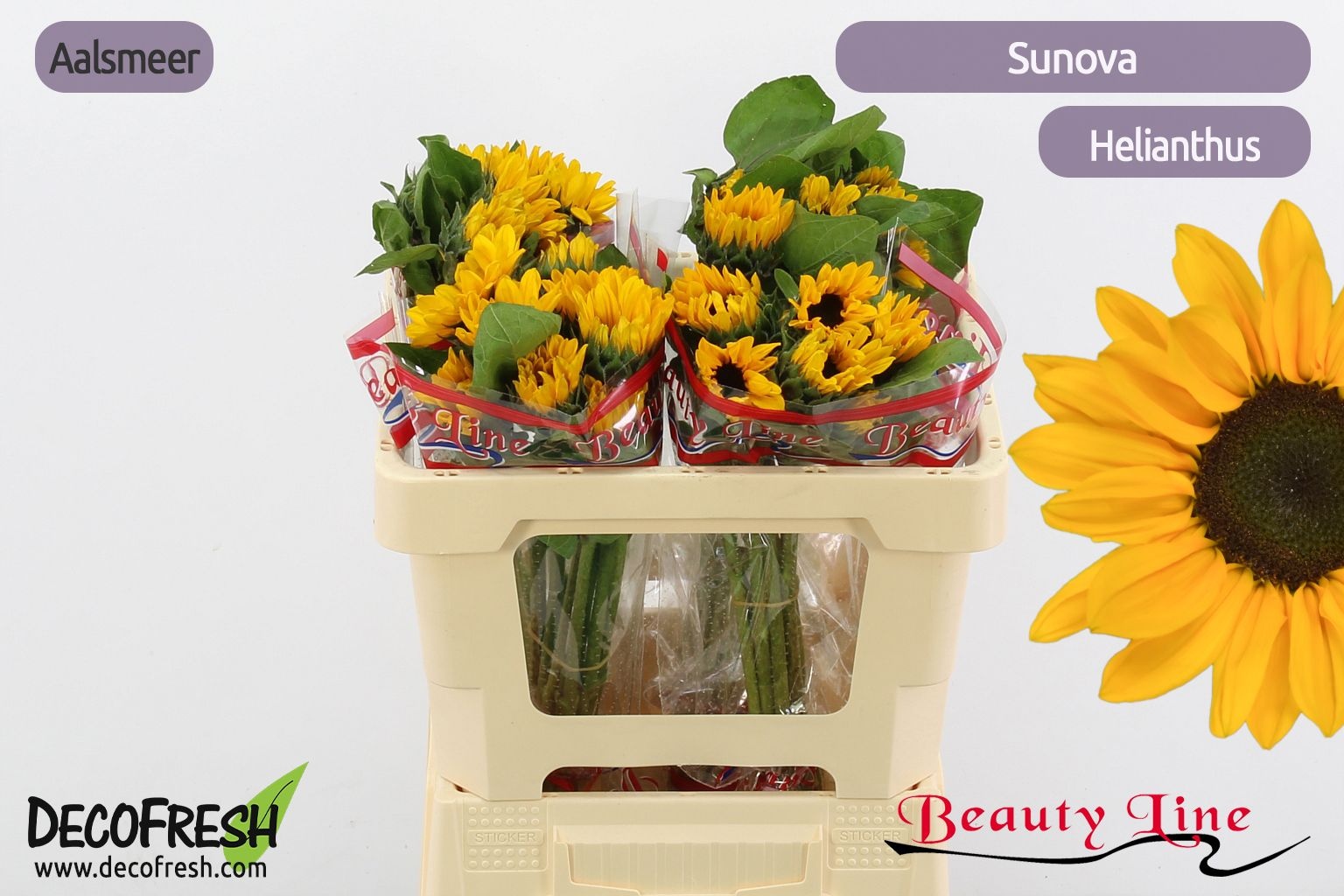 Гелиантус Санова 50, шт.