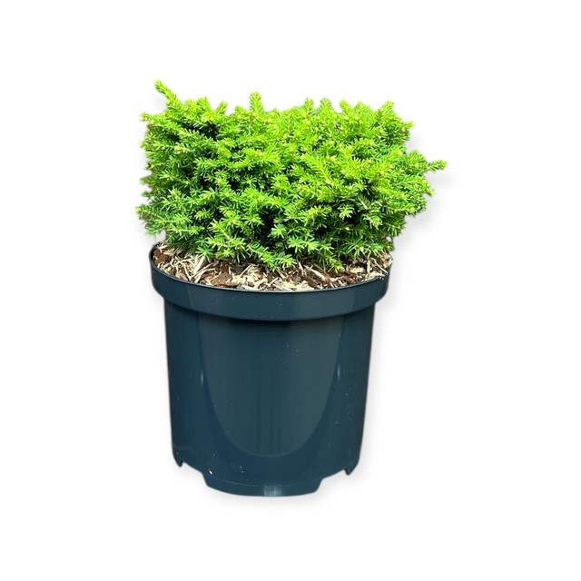 Picea a. 'Little Gem', D 18