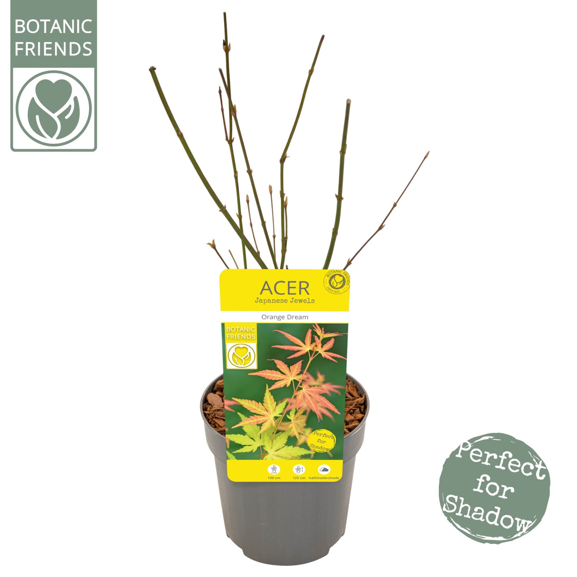 Acer palm. 'Orange Dream', D 10