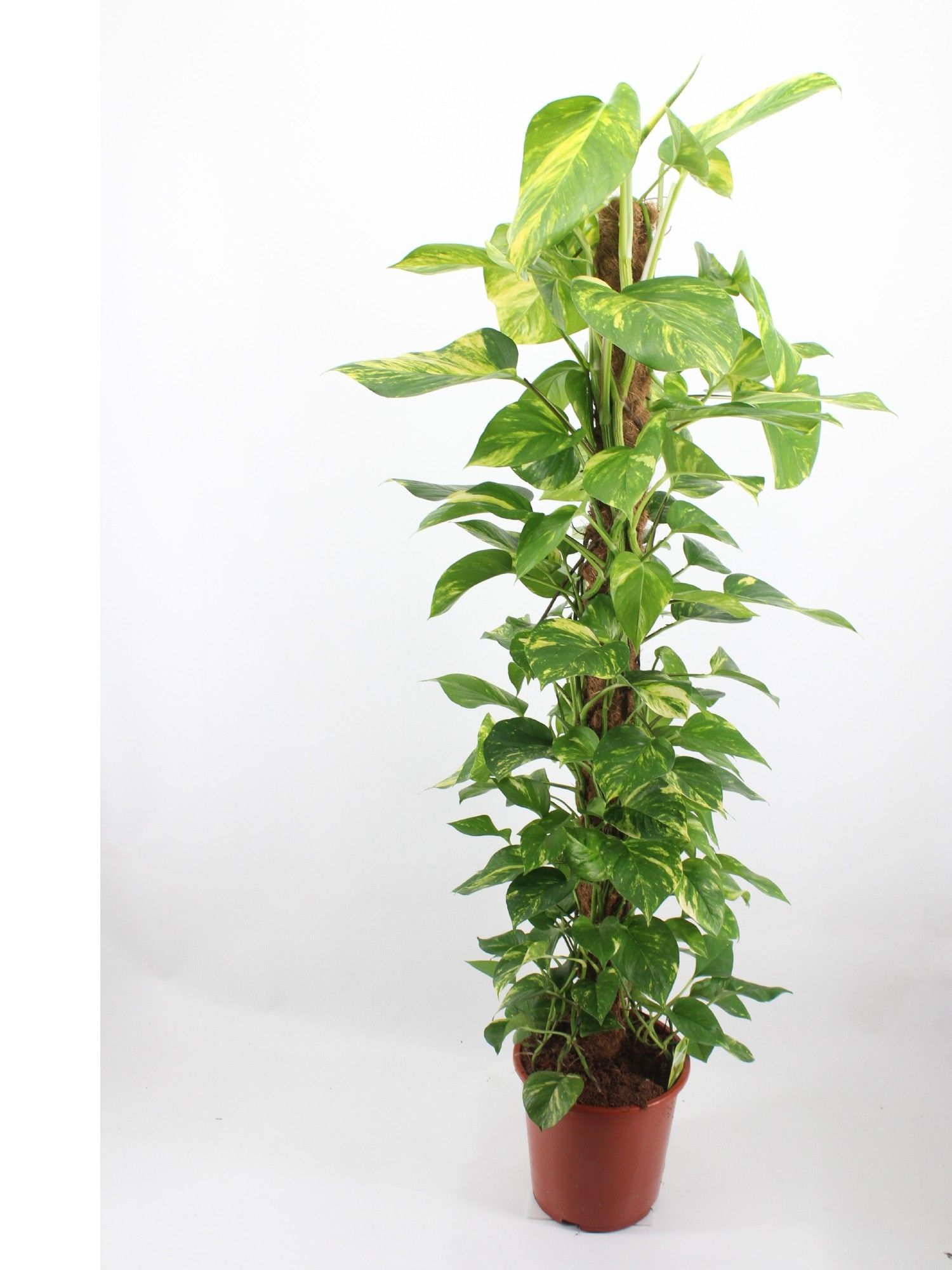 epipremnum aureum 150 mosstok motera, D 27