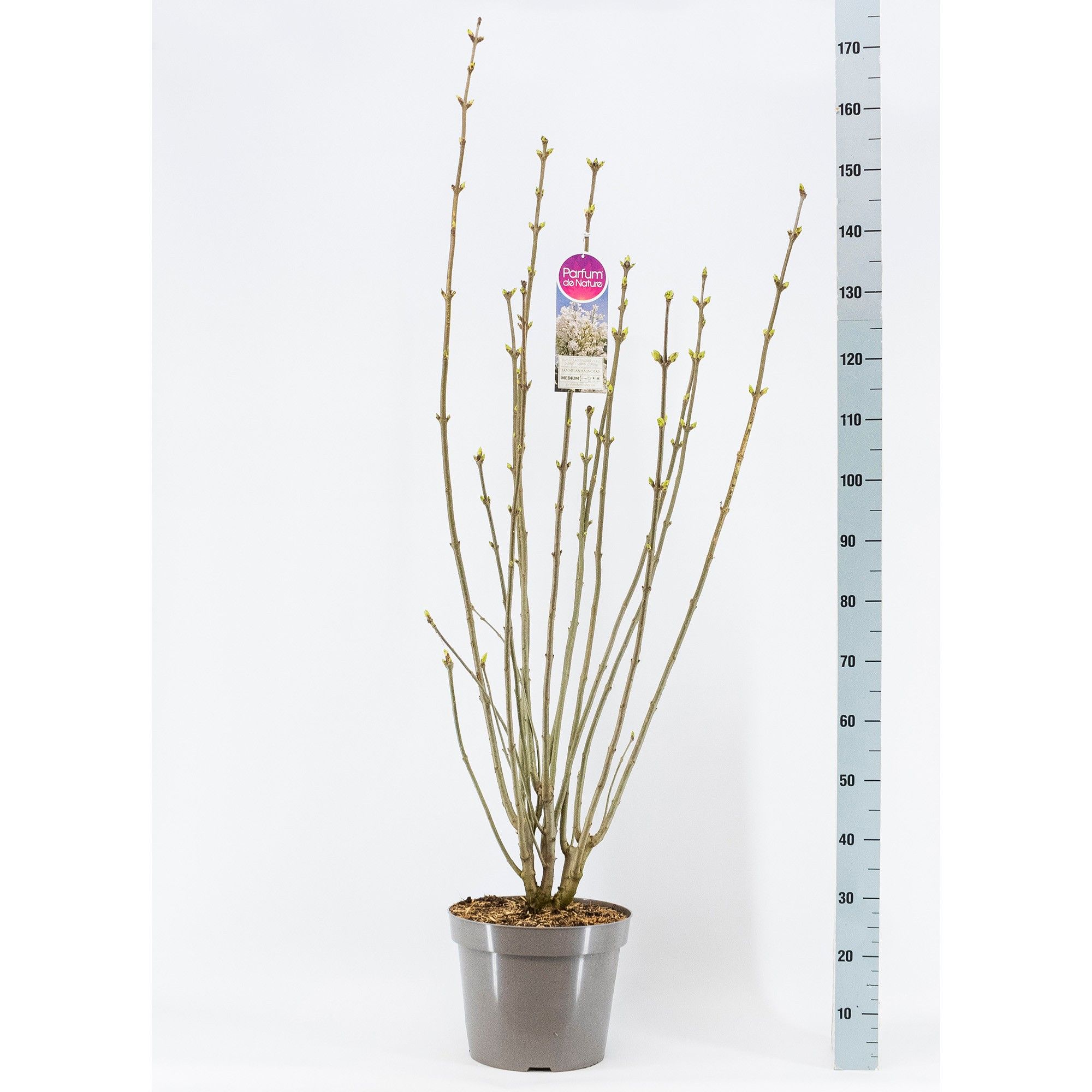 Syringa (V) Tammelan Kaunotar, 3-jarig, C15 Sol, D 32