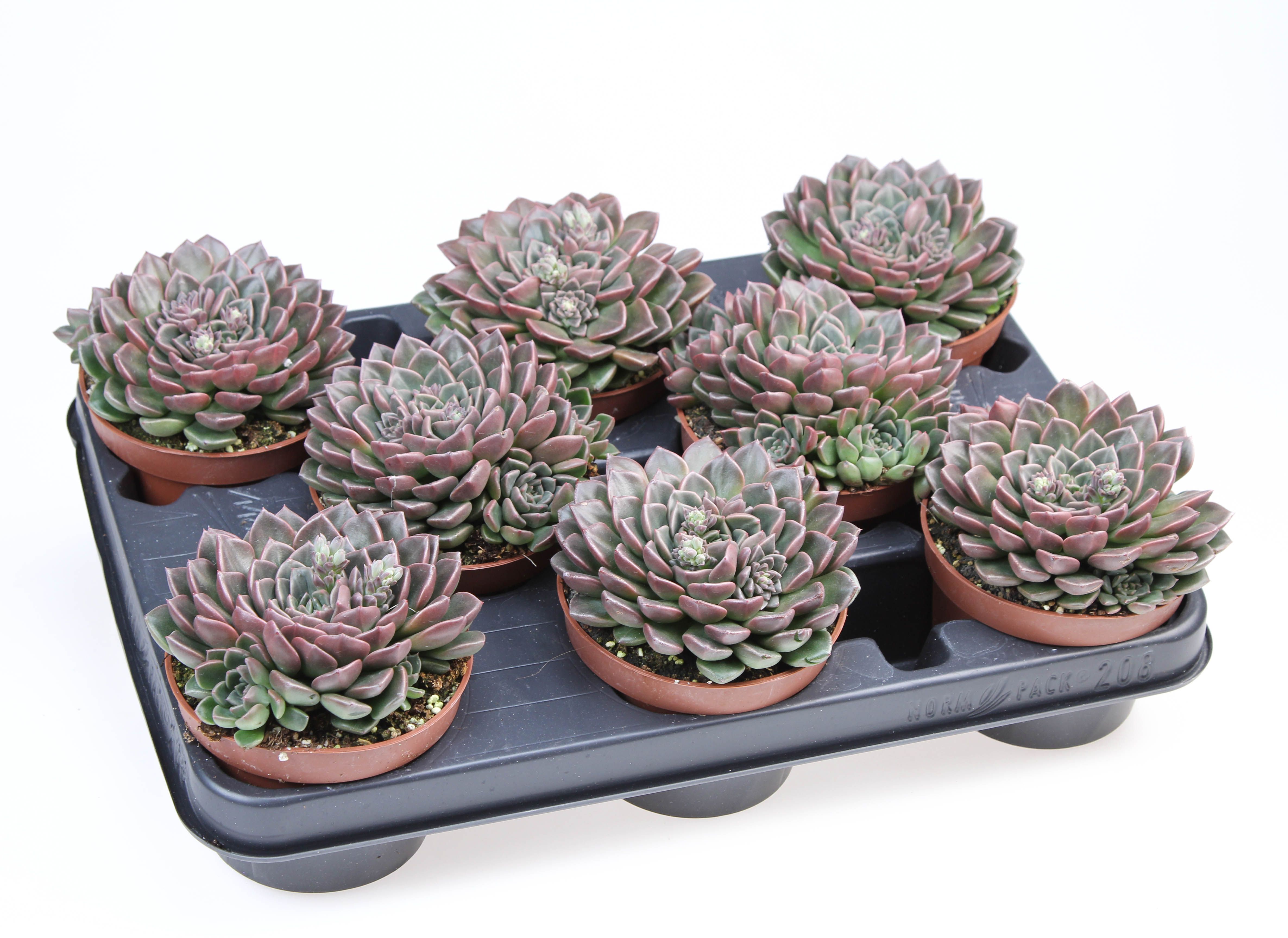 Graptopetalum Vega, D 10,5