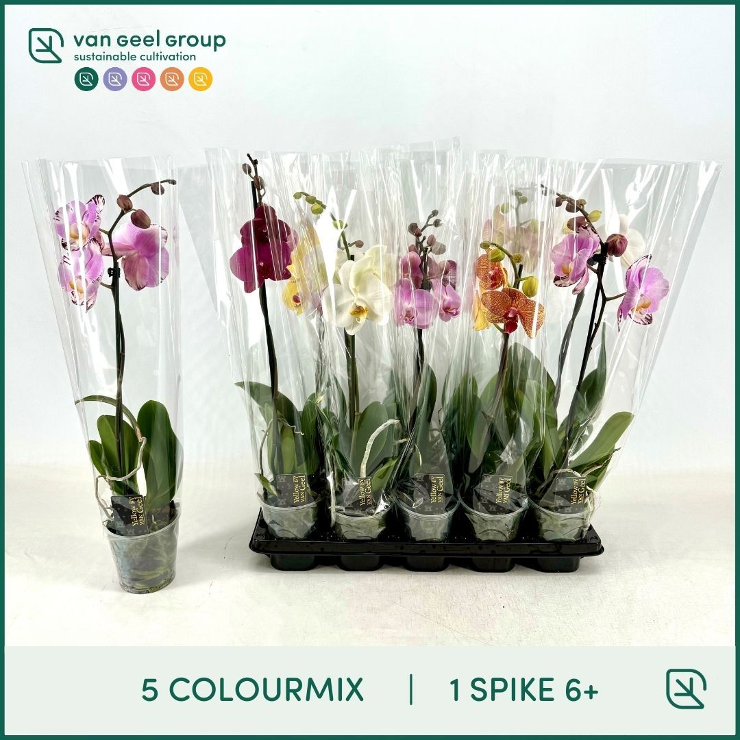 1-tak 6+ 5 Colourmix, D 12