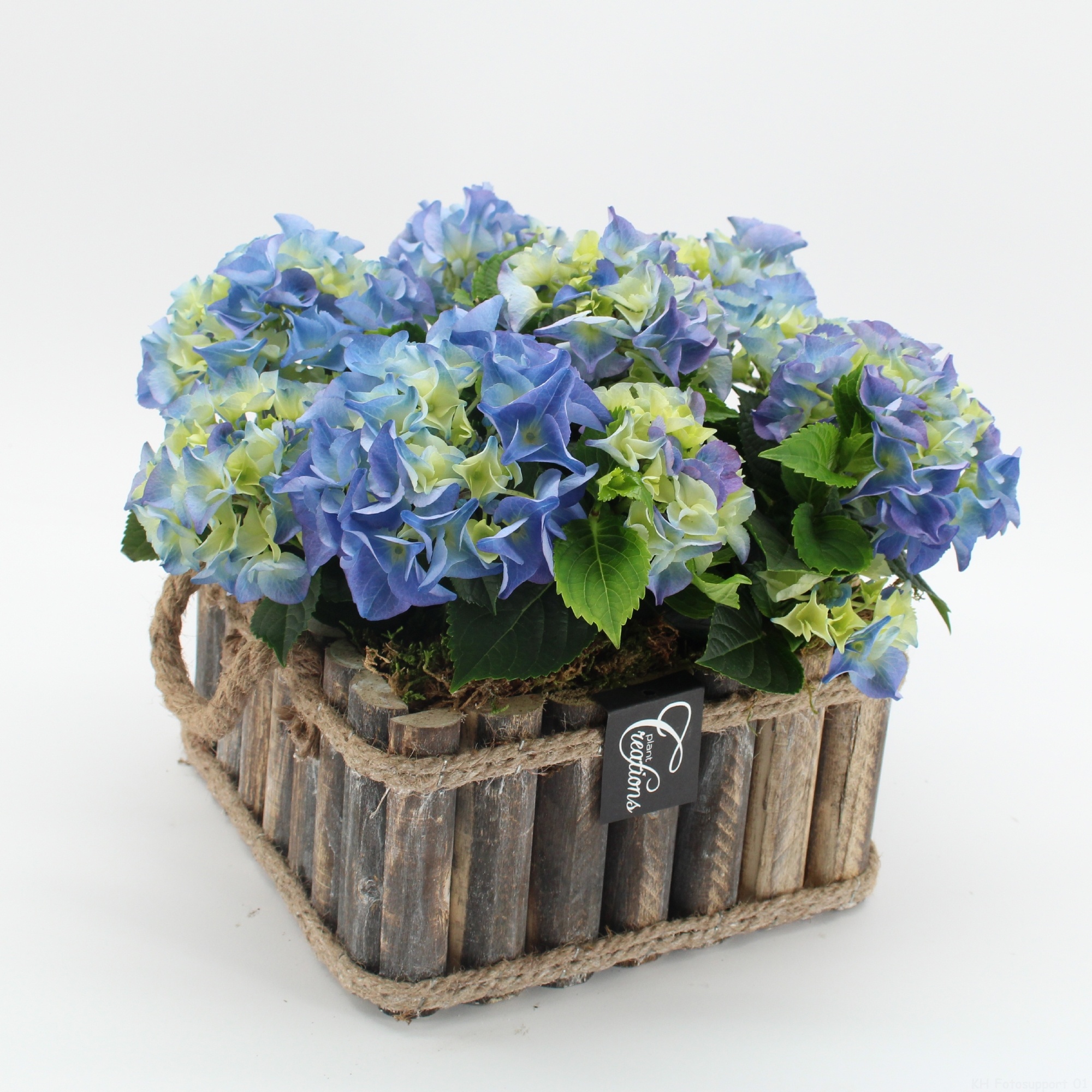 KHCR-2617B Hydrangea creatie, D 23