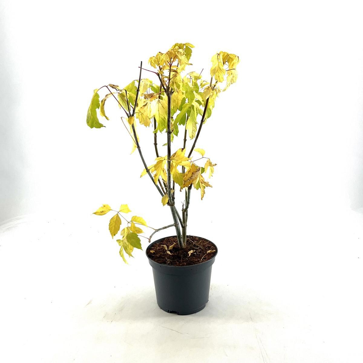 Acer negundo 'Kelly's Gold', D 19