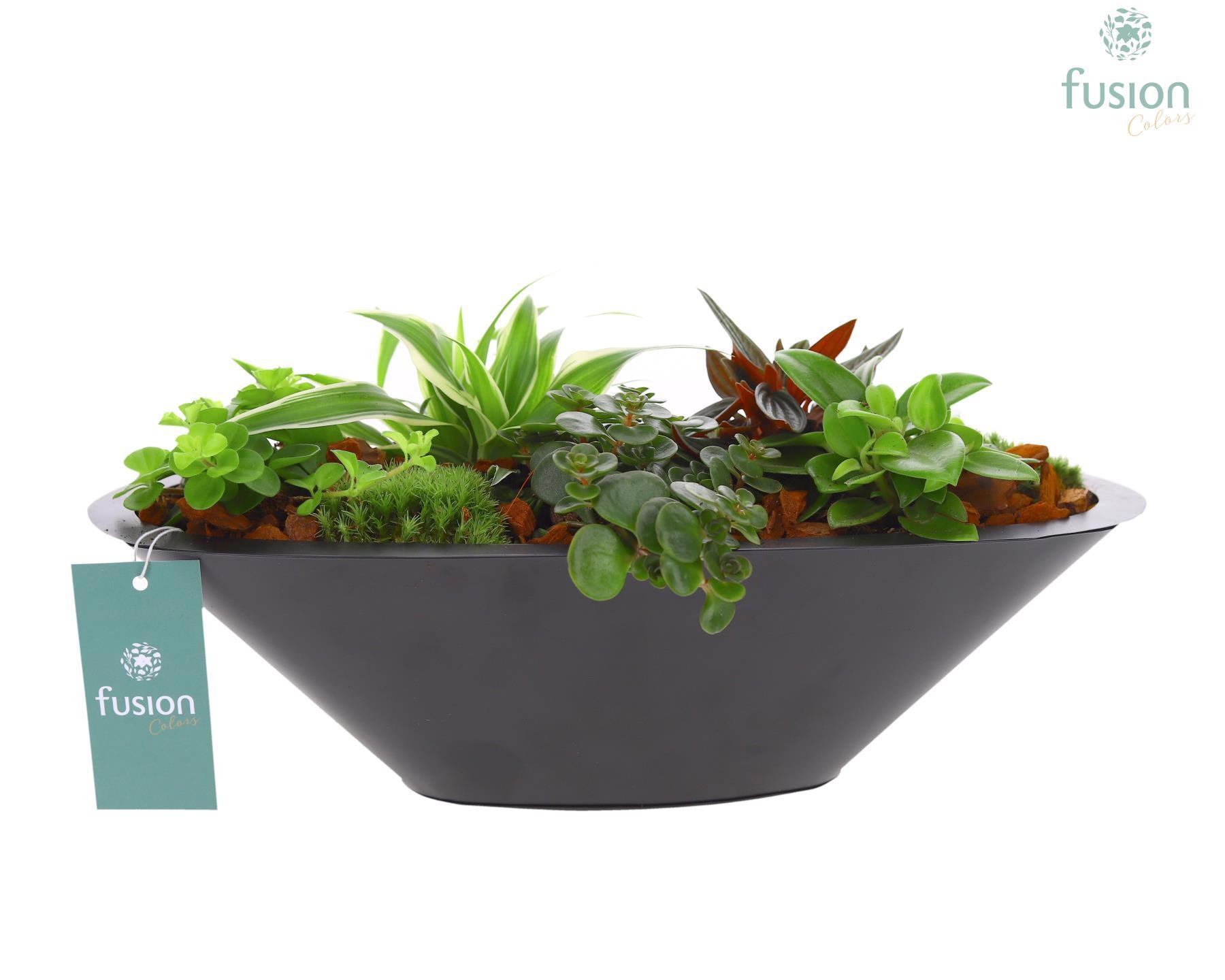 Schaal zink antraciet met Groene Planten, D 36