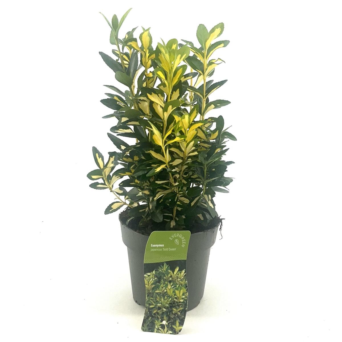 Euonymus jap. 'Gold Queen', D 17