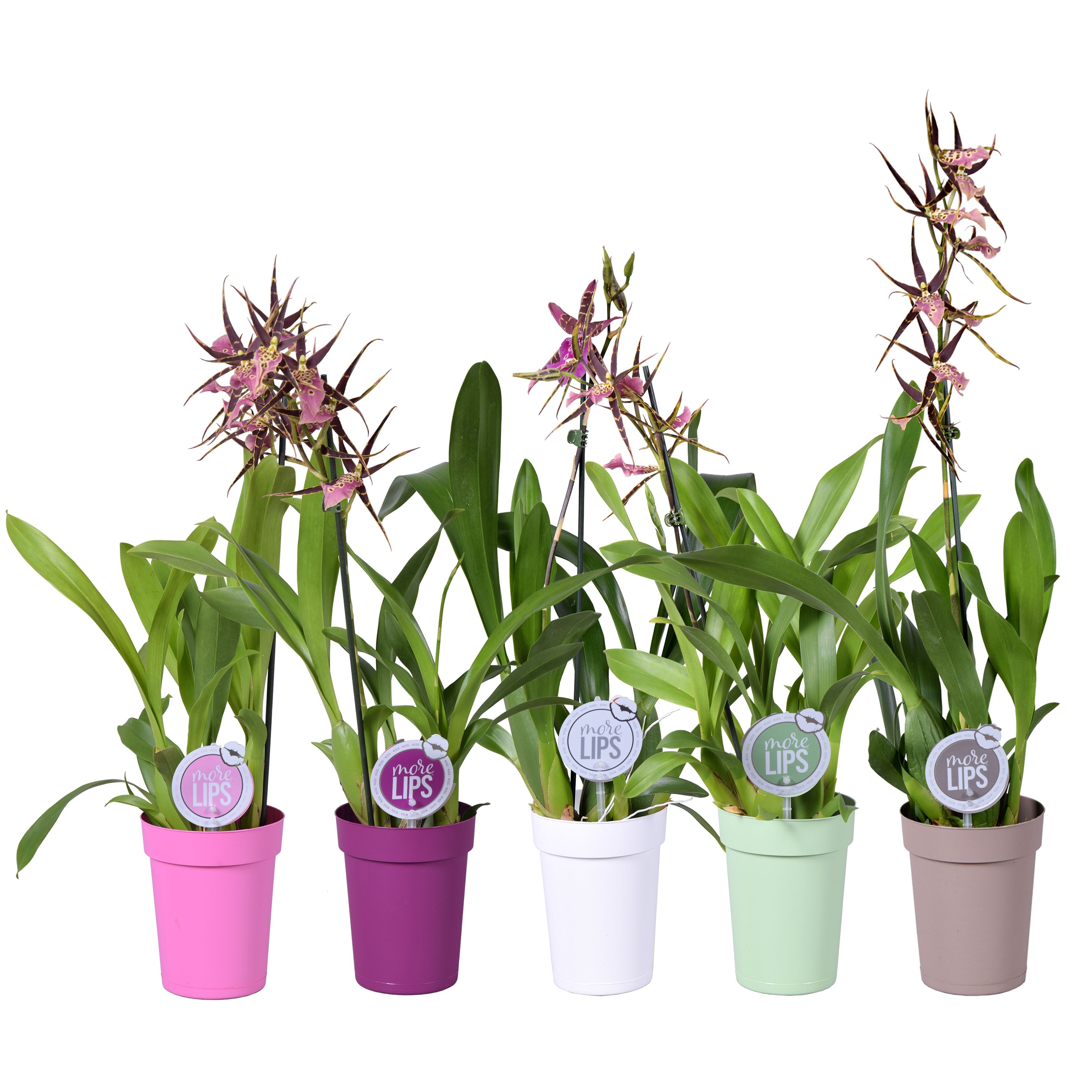 MoreLIPS® Brassia mix 1 tak met taupe, witte, groene, roze en paarse pot, D 12