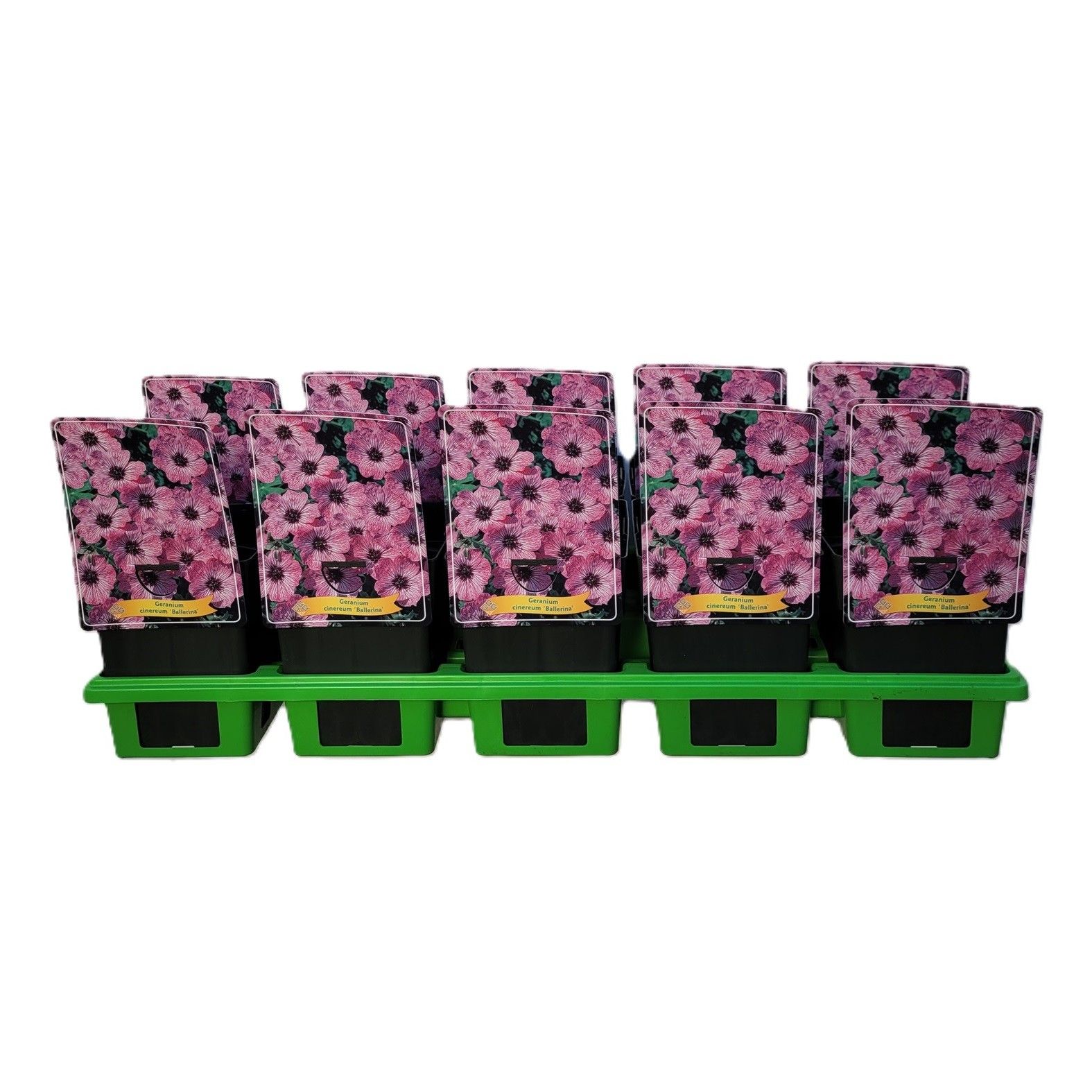 Geranium cinereum 'Ballerina' P11, D 11