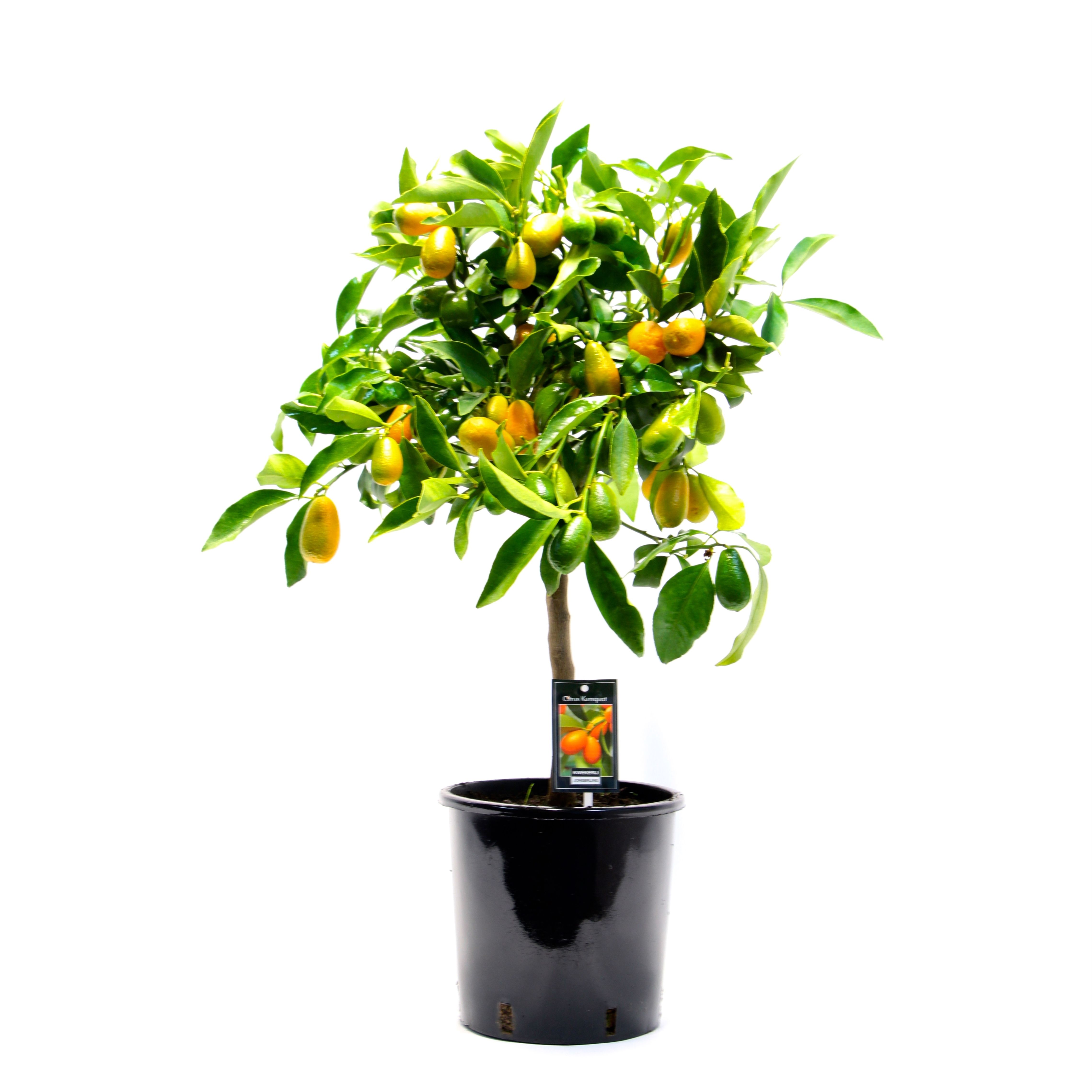 Citrus Kumquat gigante, D 22