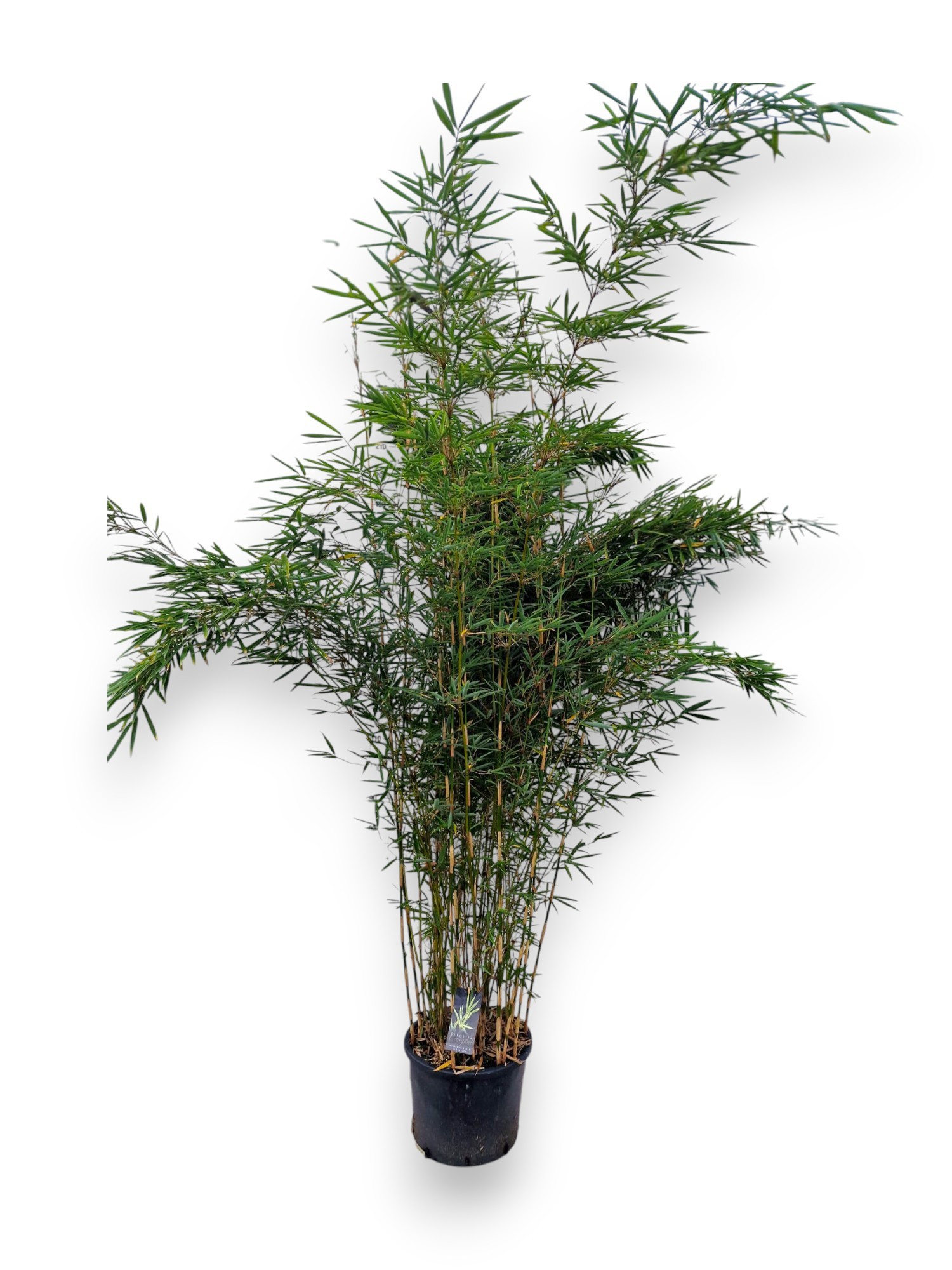 Fargesia robusta 'Campbell' C25/P40 - Niet-woekerende Bamboe, D 40