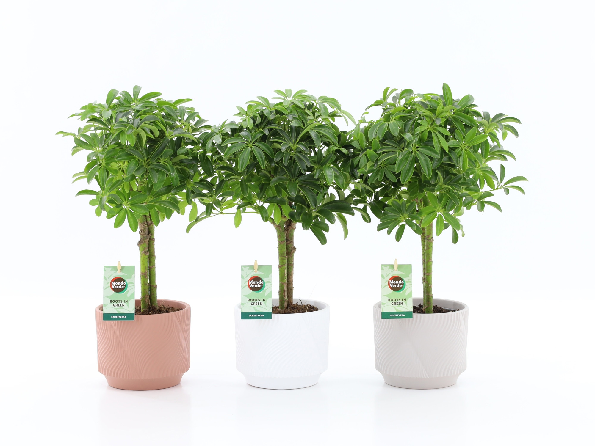 Schefflera Luseana in Rodena keramiek, D 13