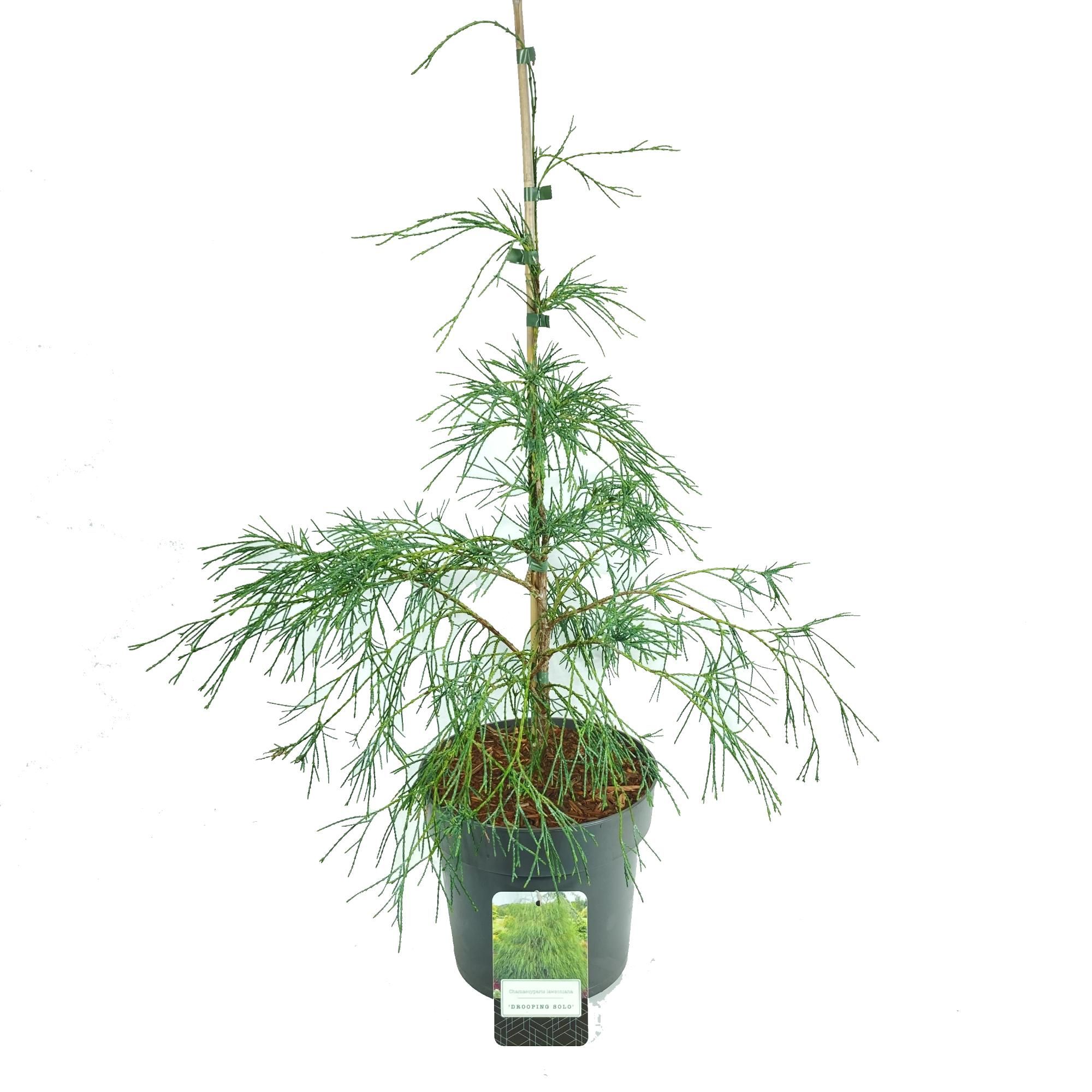 Chamaecyparis lawsoniana 'Drooping Solo', D 22 cm
