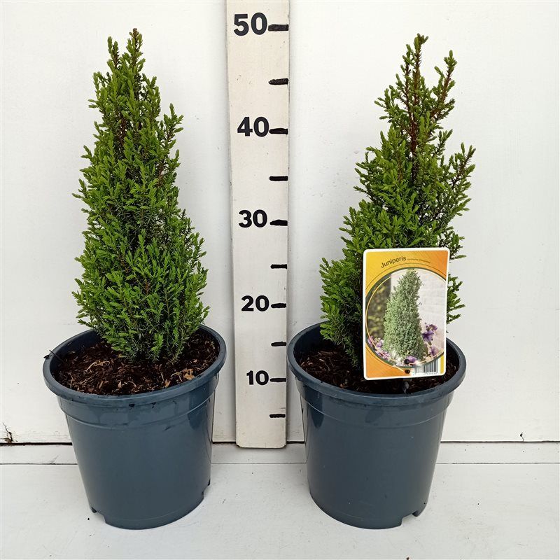Juniperus communis 'Compressa', D 19
