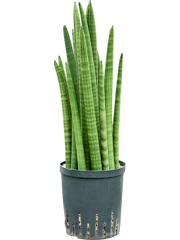 Sansevieria cylindrica tower, D 18
