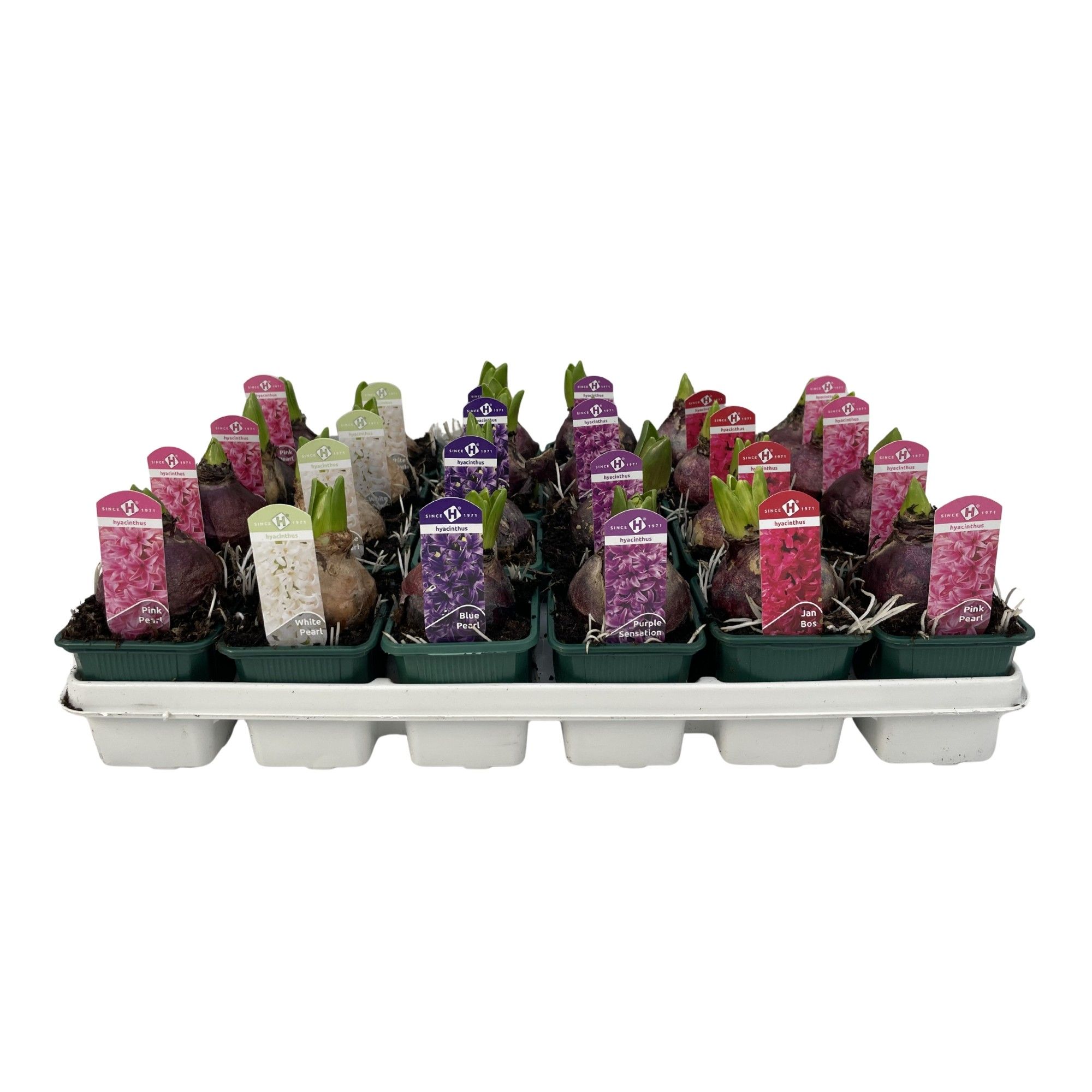 Hyacinthus orientalis gemengd 5 kleuren, D 7