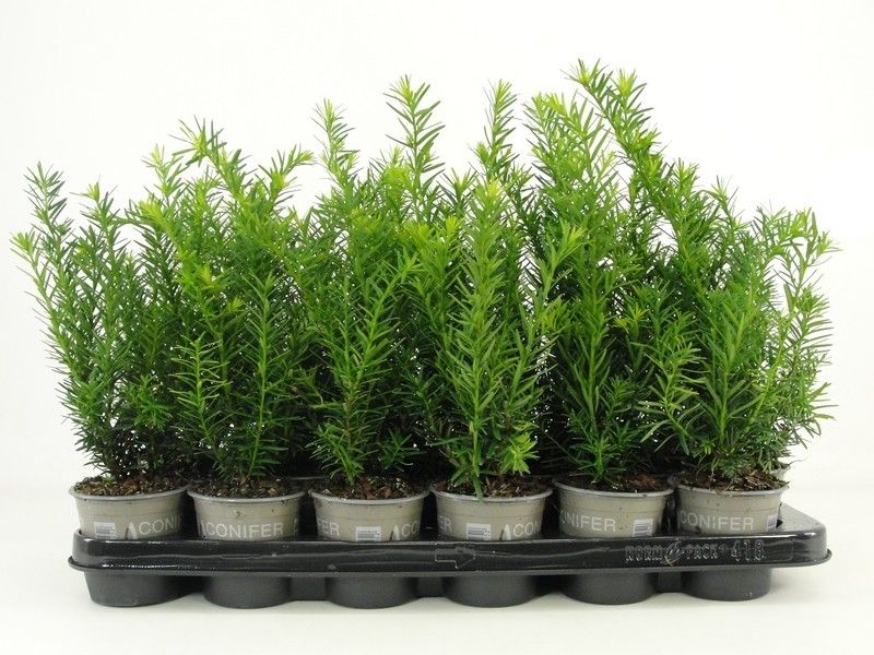 Taxus media 'Densiformis', D 9