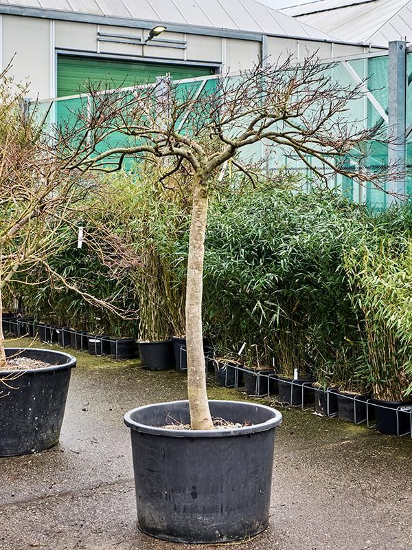 Acer pal. diss. 'Garnet', D 77