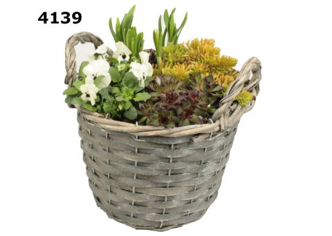 Potmand L vroege sempervivum, D 22