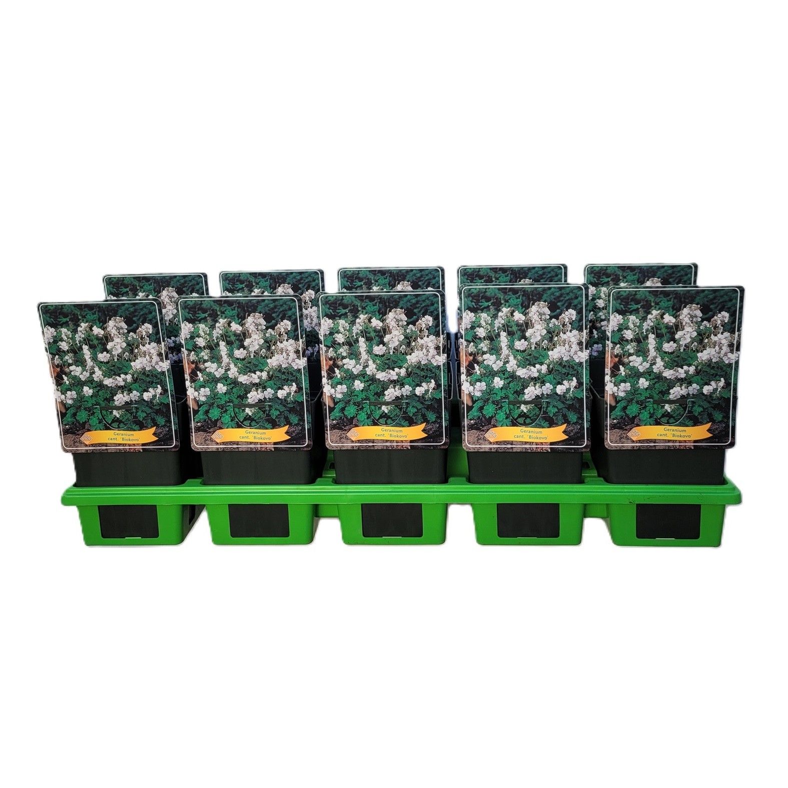 Geranium cant. 'Biokovo' P11, D 11