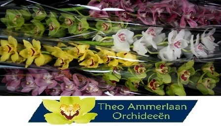 Цимбидиум Микс 80 x6, шт.